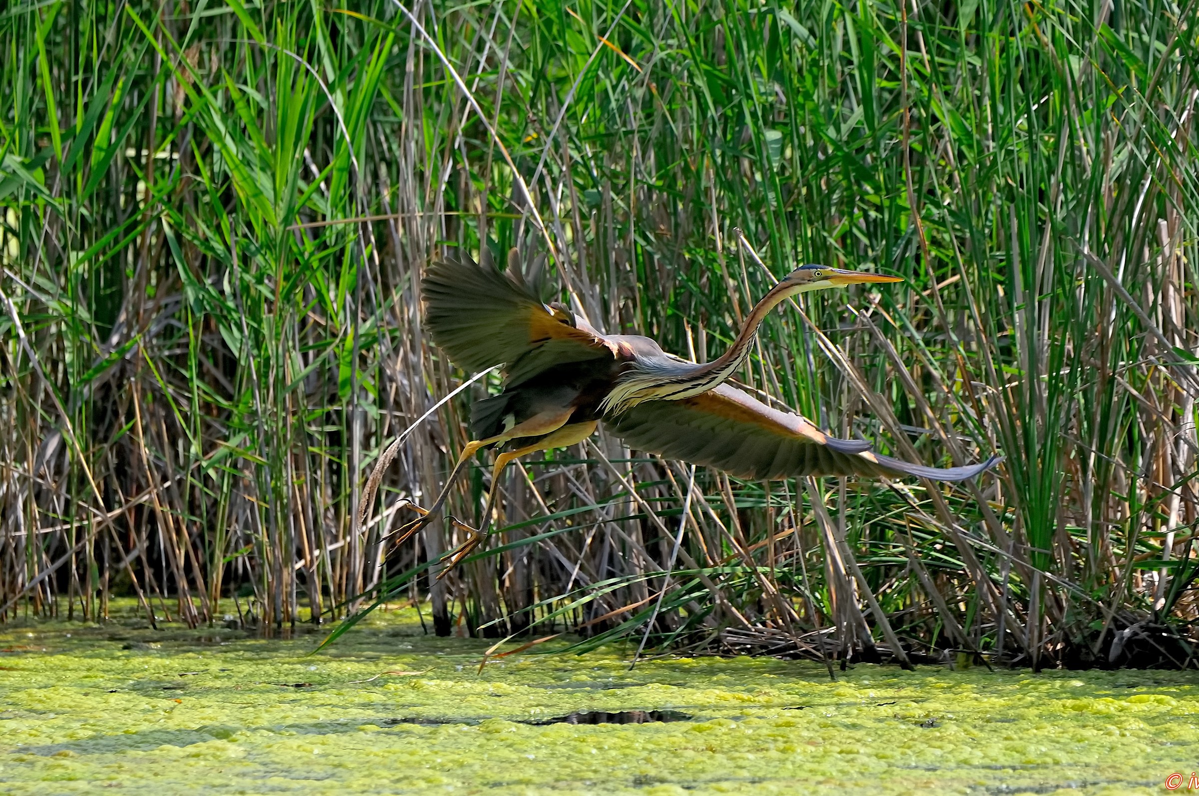 purple heron "departure"