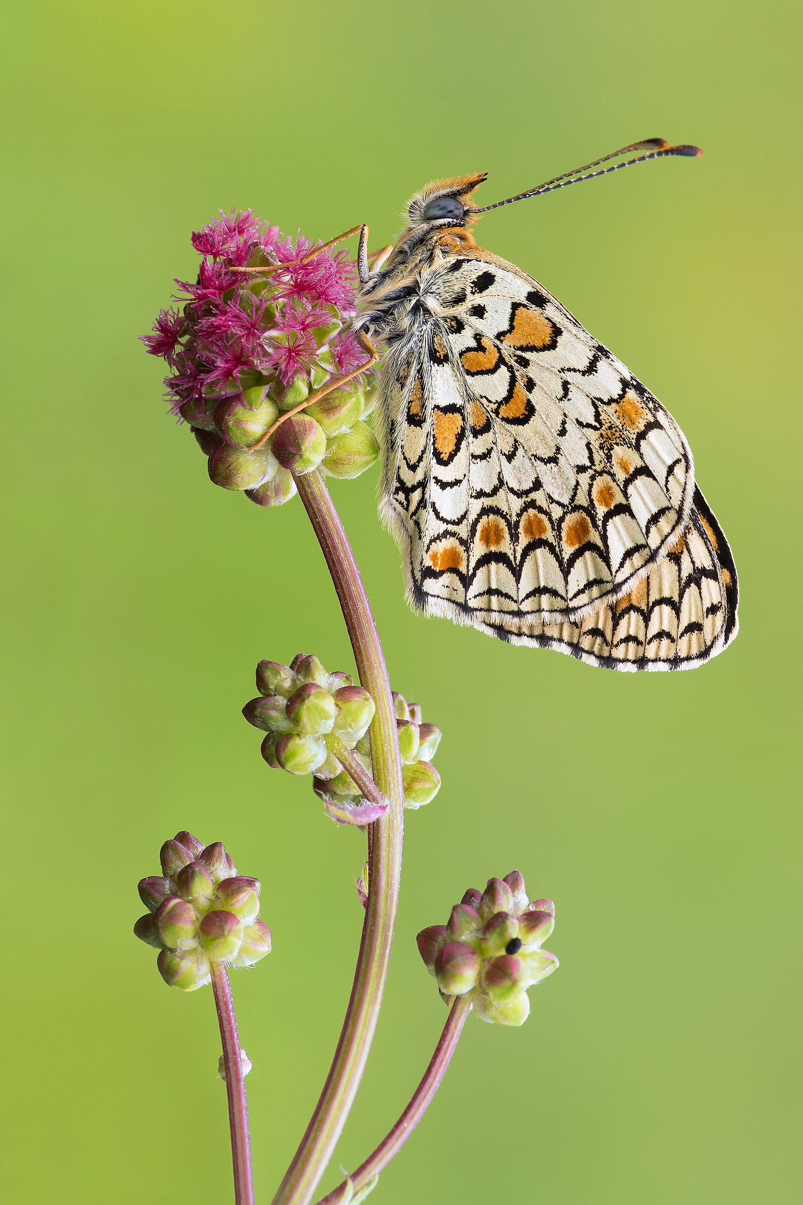 Melitaea phoebe