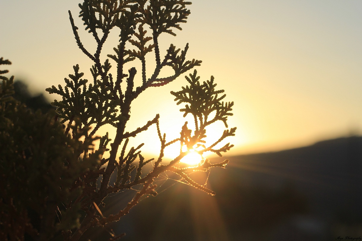 Nel sole del tramonto la bellezza della natura