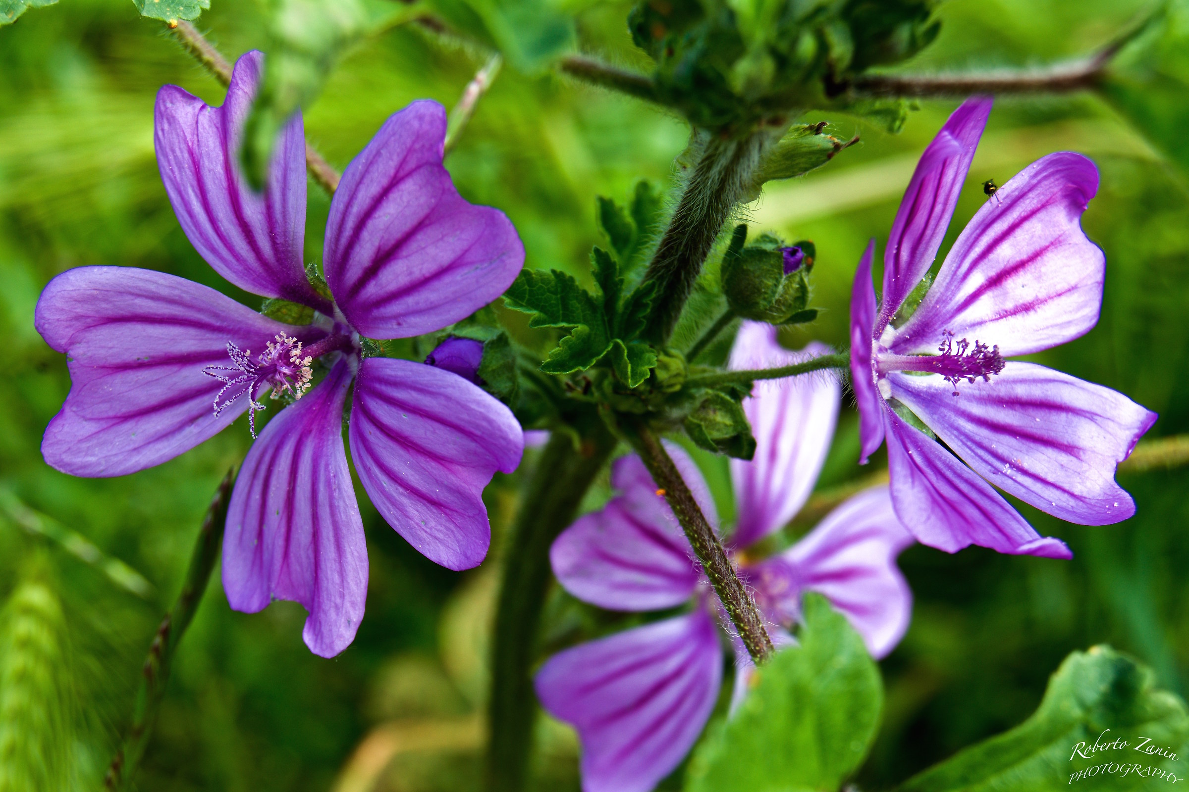Geranium sylvaticum