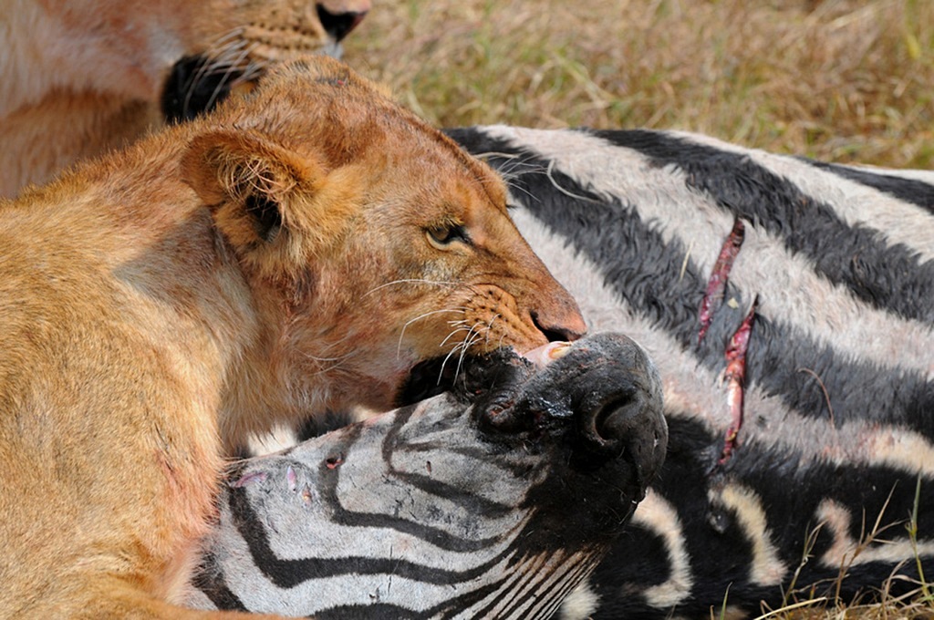 Stranglehold - Tanzania Ngorongoro Crater