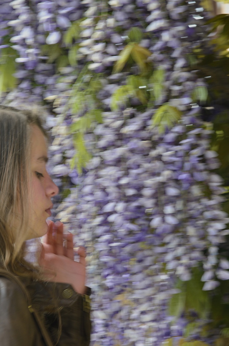 wisteria and brogues