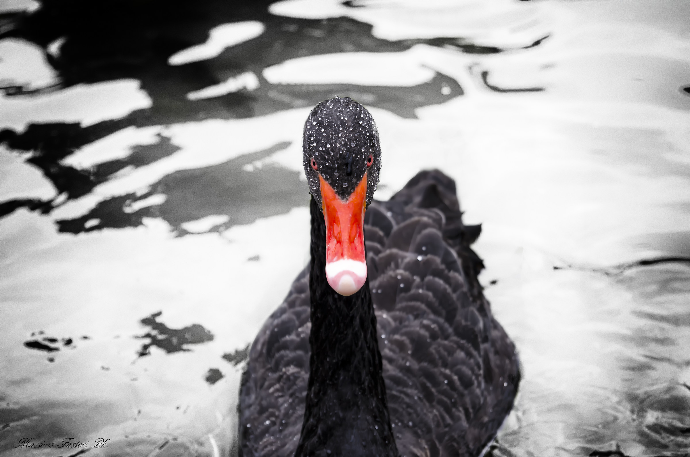 Il Cigno Nero