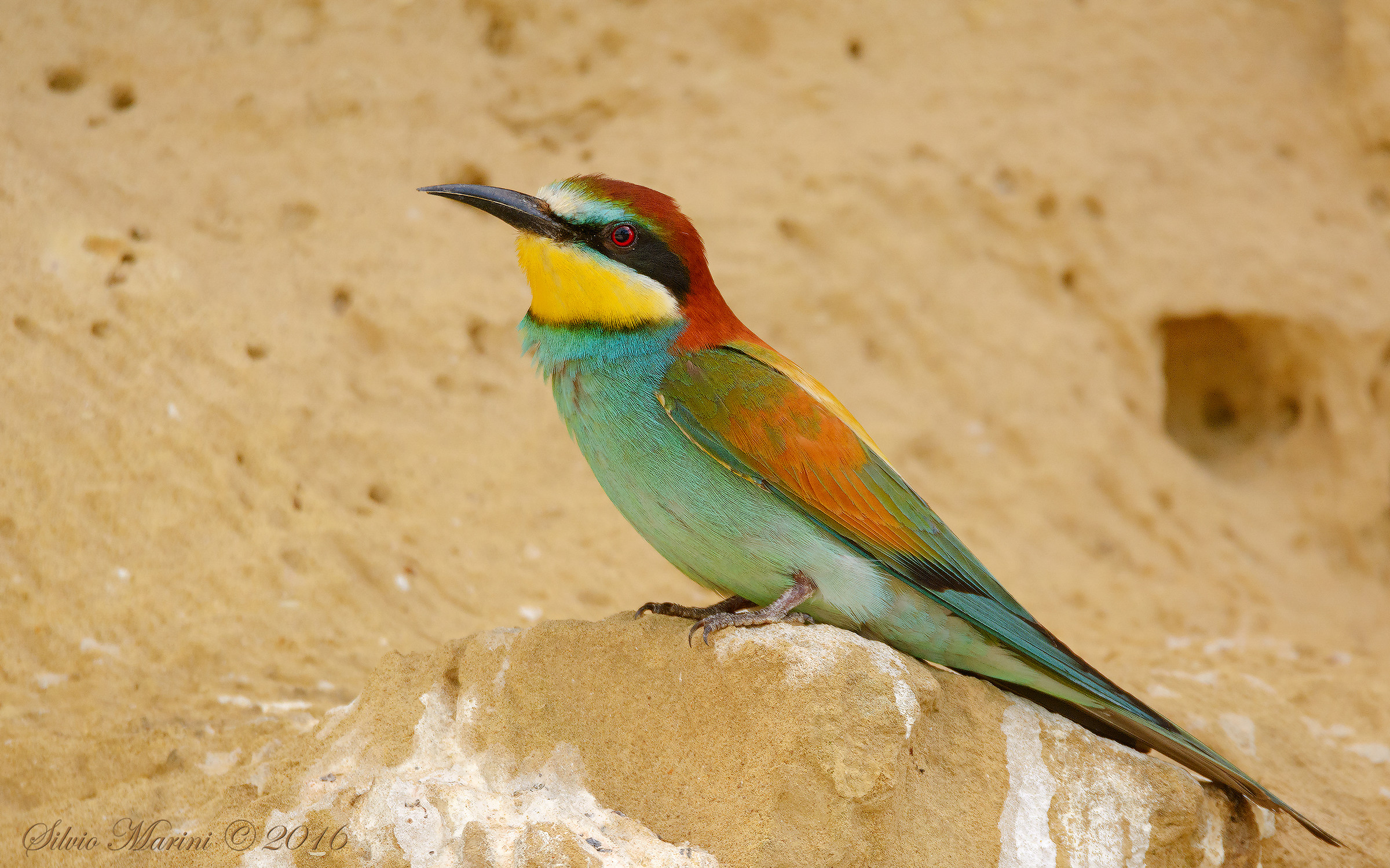 Gruccione ( Merops apiaster)