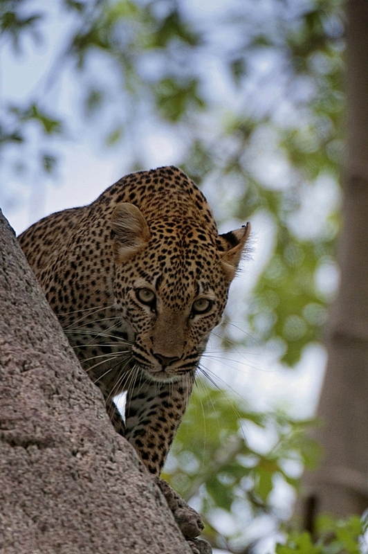 Magnetic eyes - Tarangire Tanzania