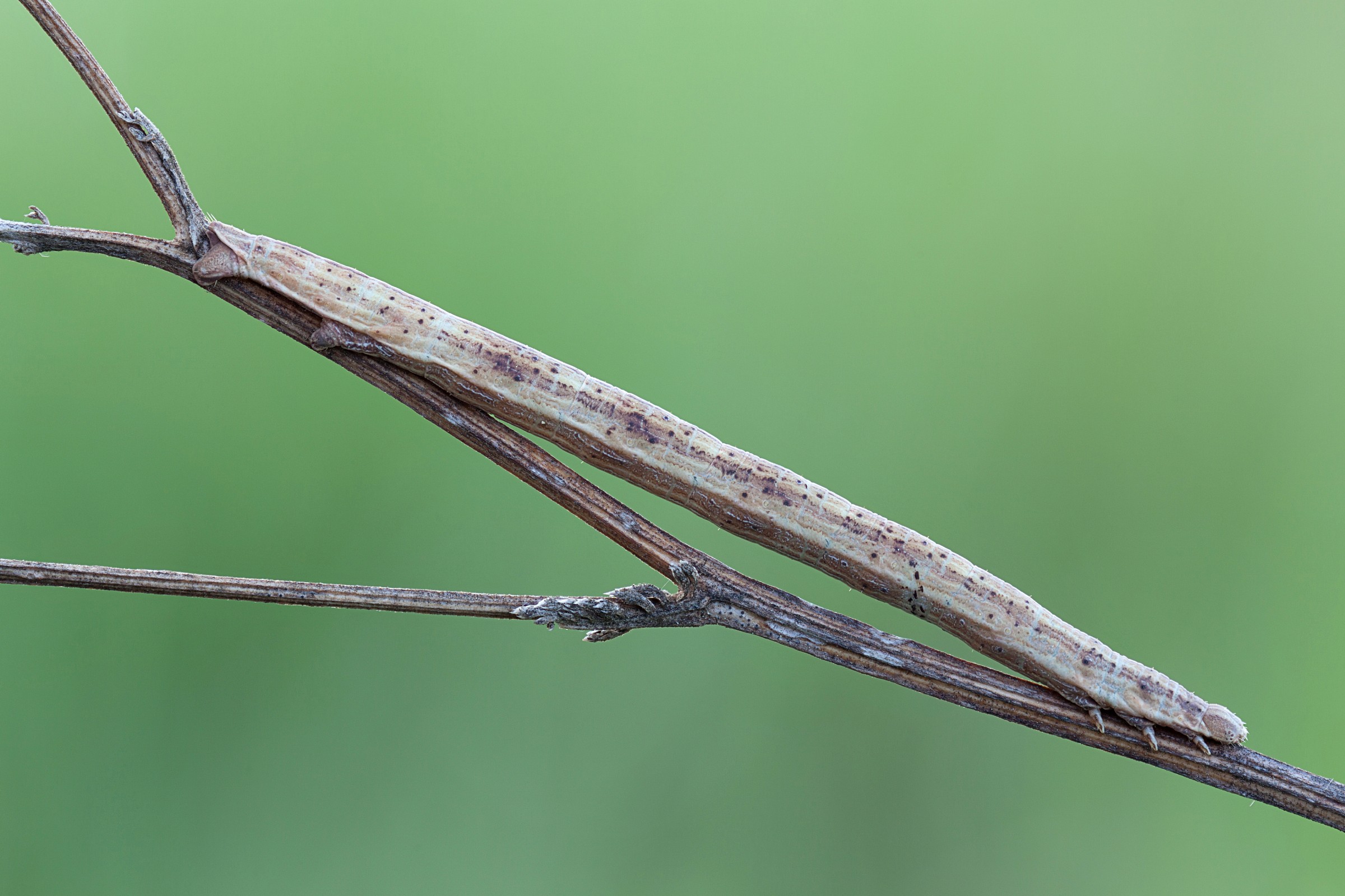 Geometrid moth caterpillar