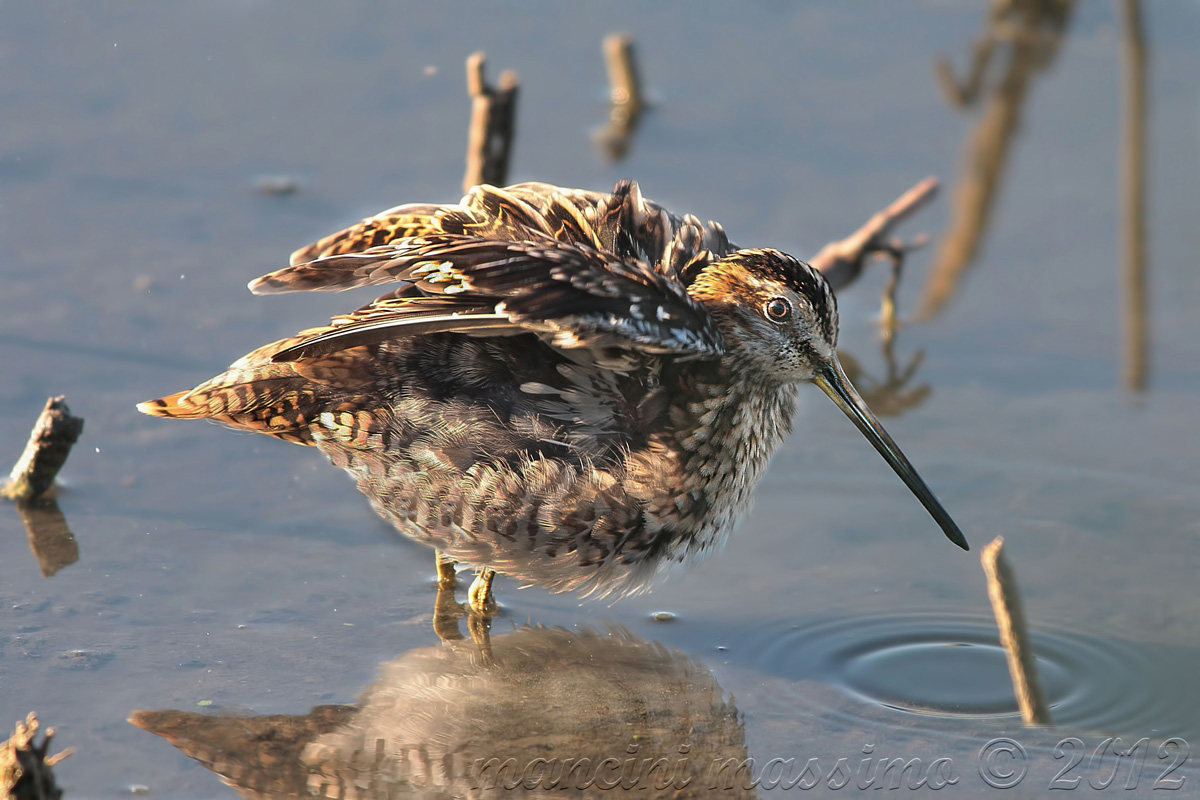snipe (Gallinago Gallinago)