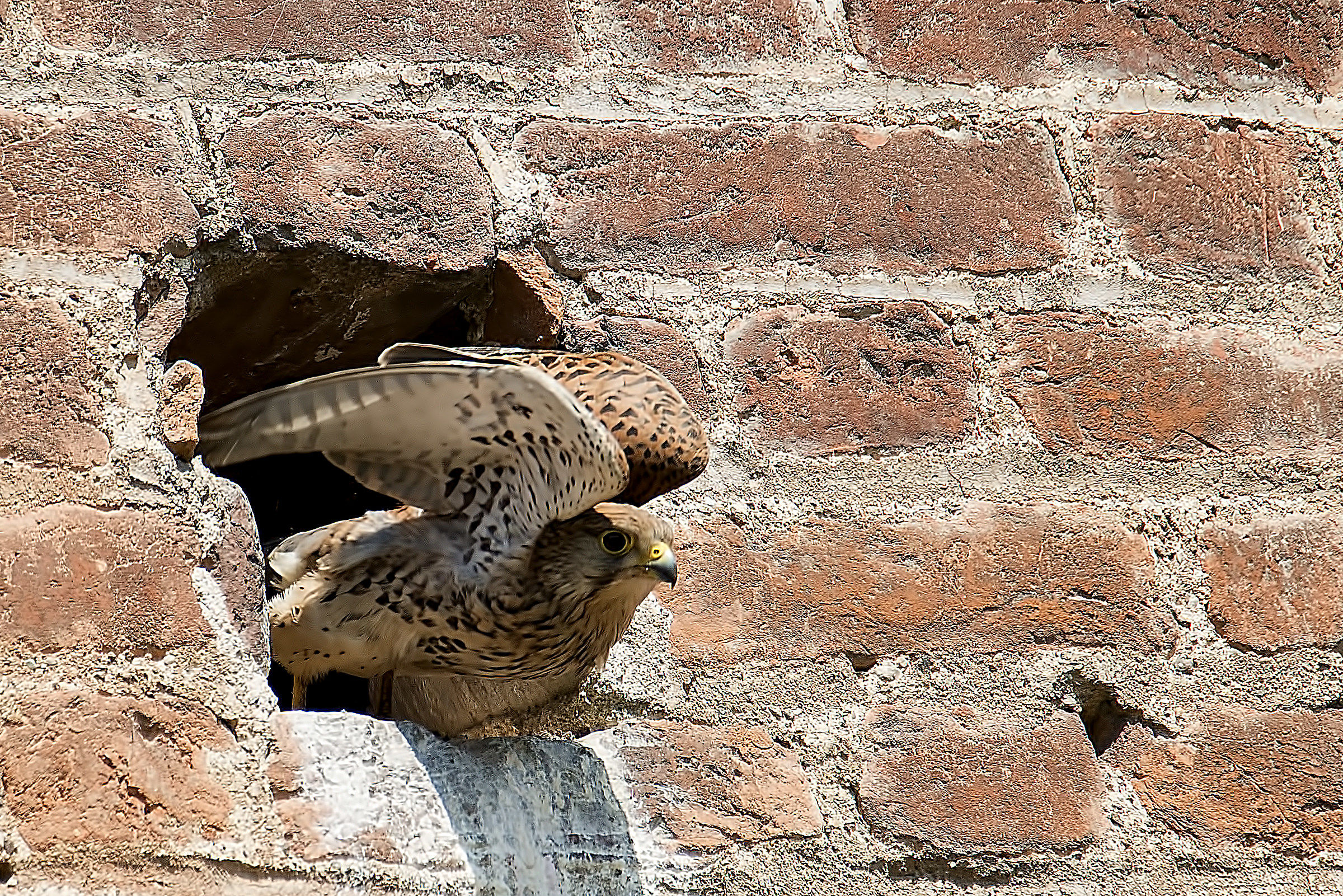 Gheppio in partenza ..