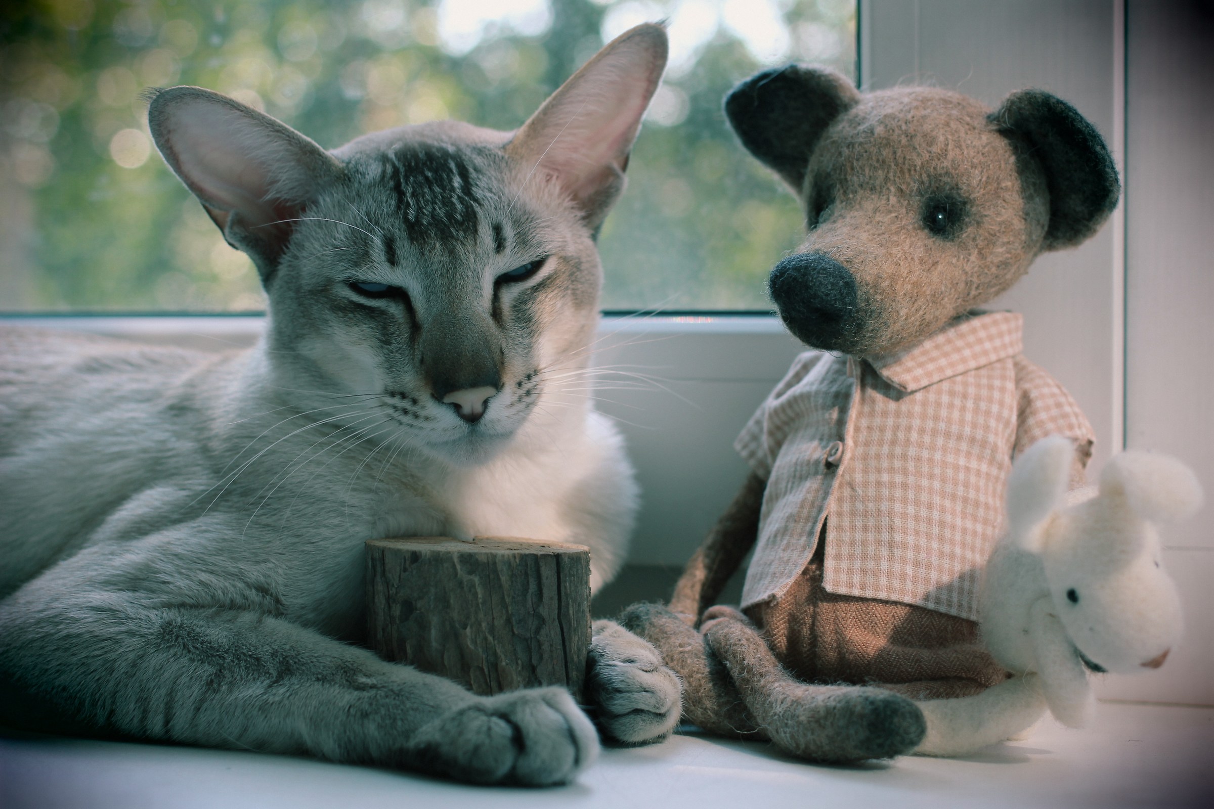 Oriental cat & friend