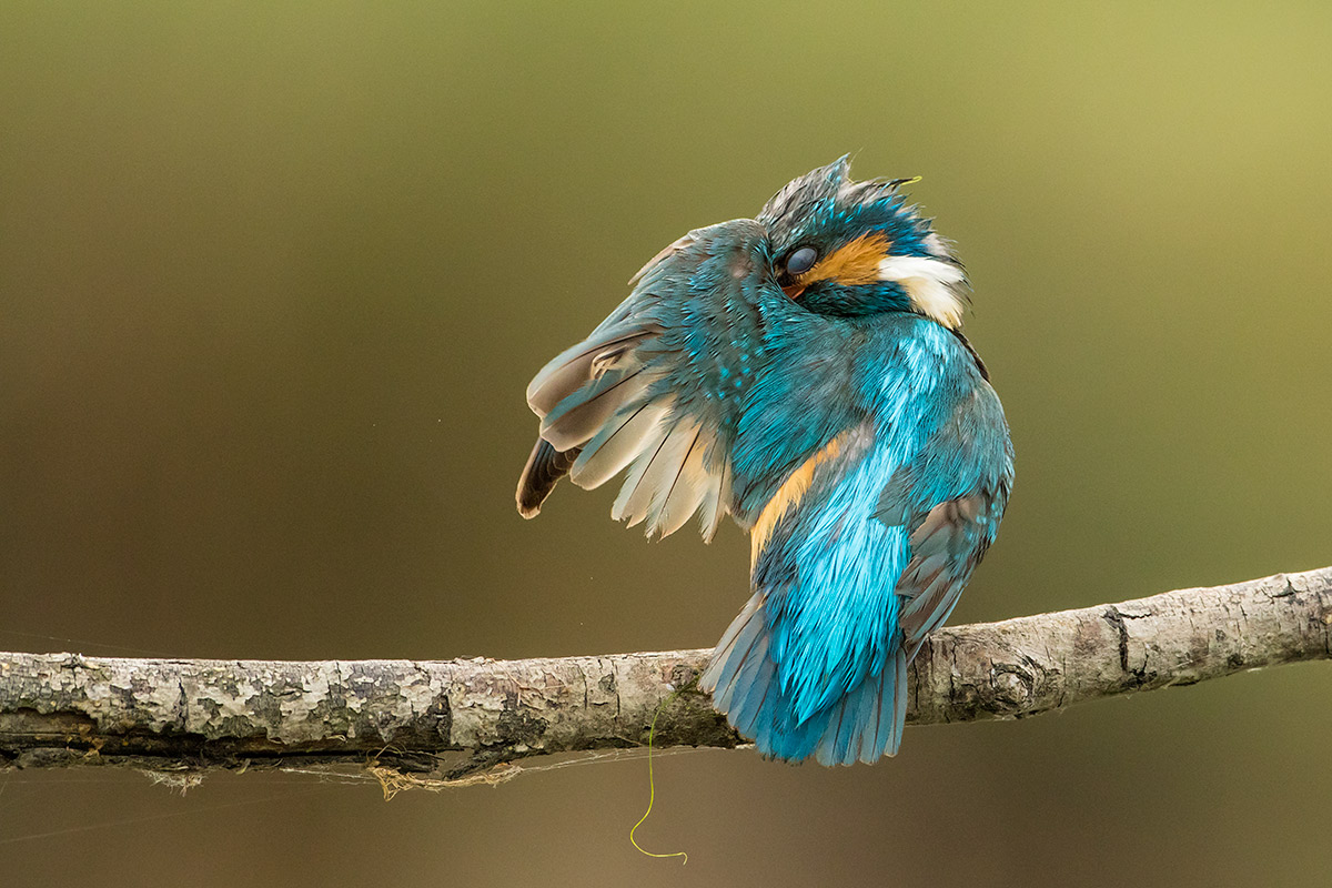 Nooo...sono un timidone...