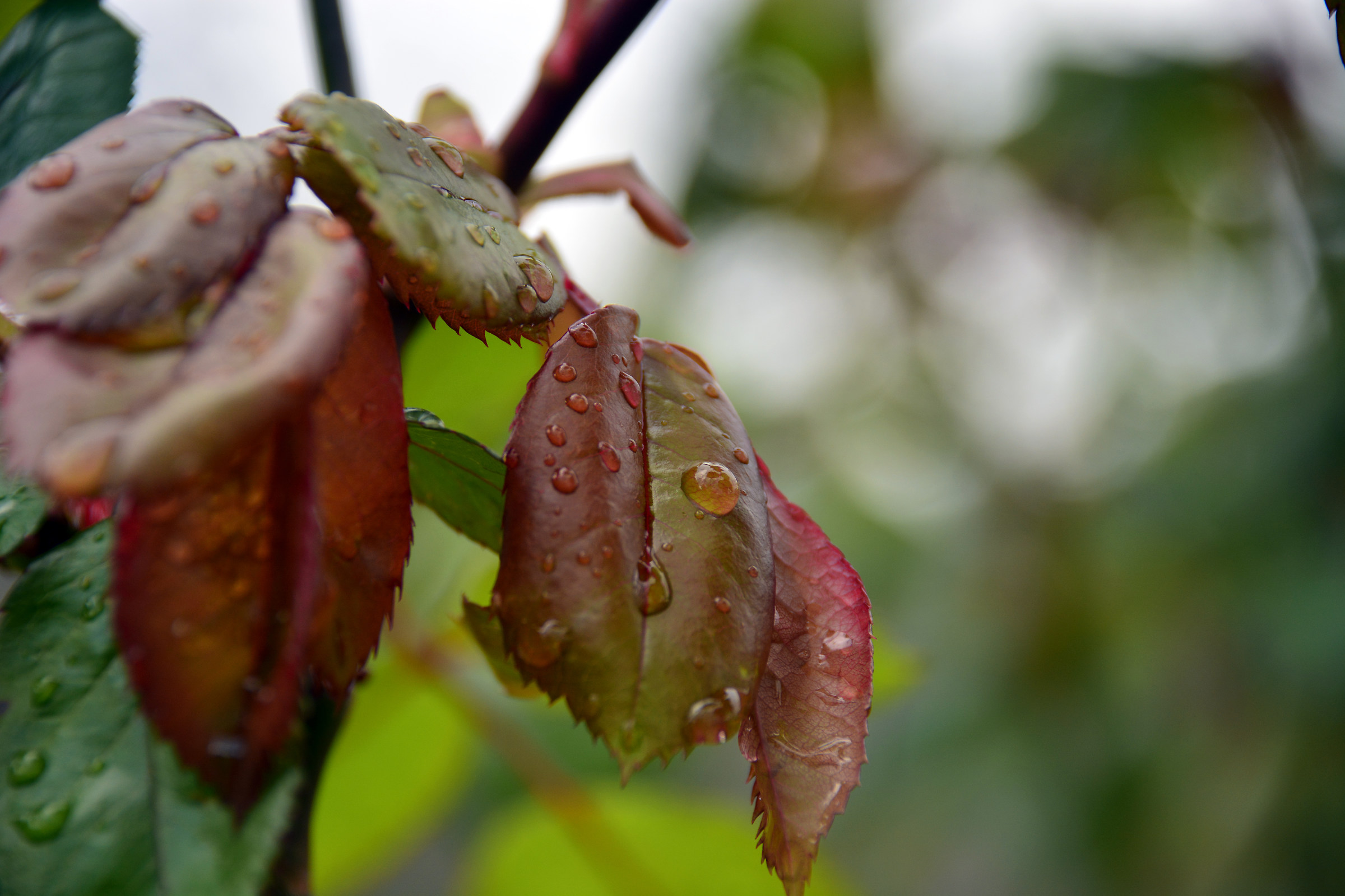 Drops on leaf