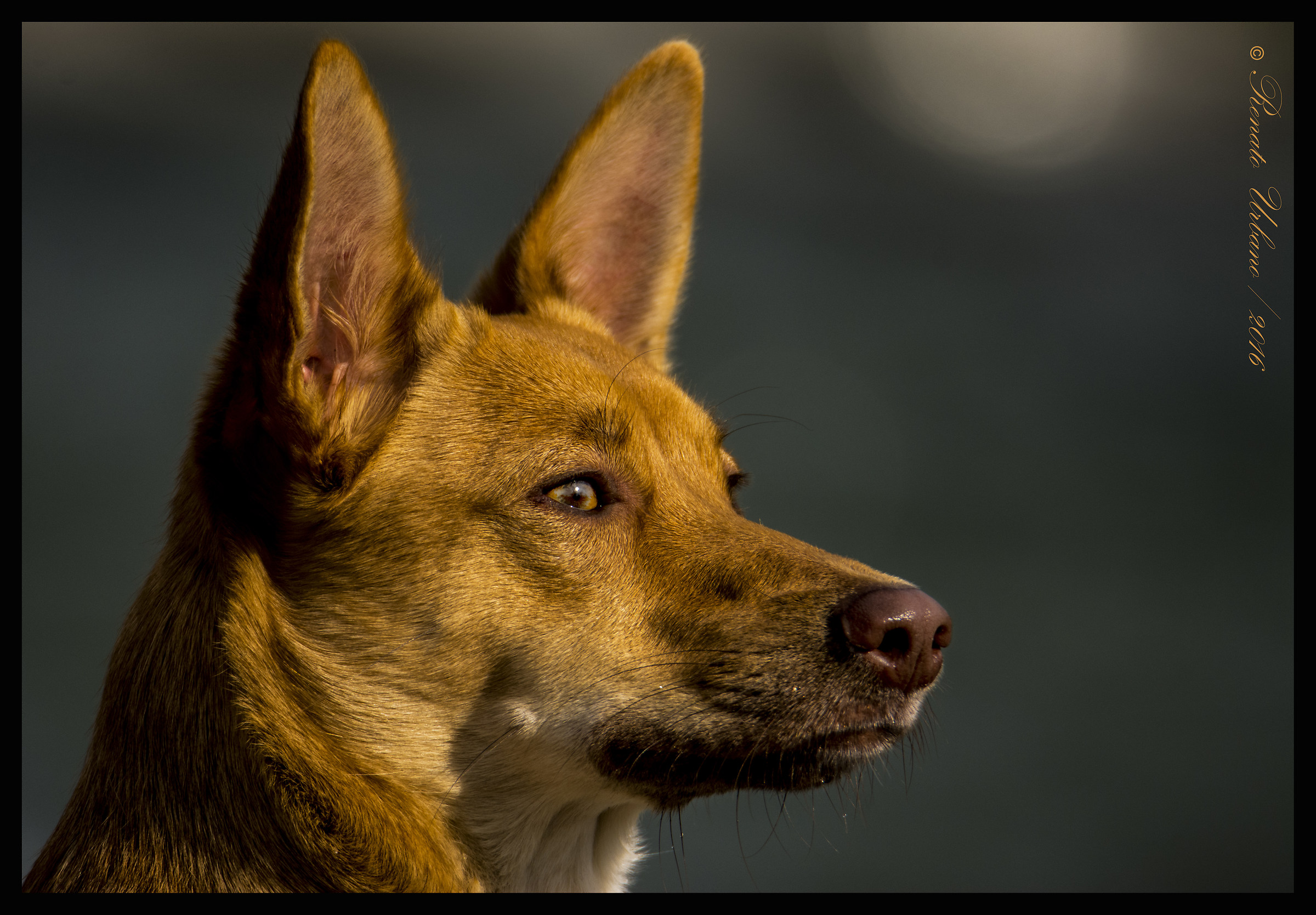 Tribute to a friend - Maya