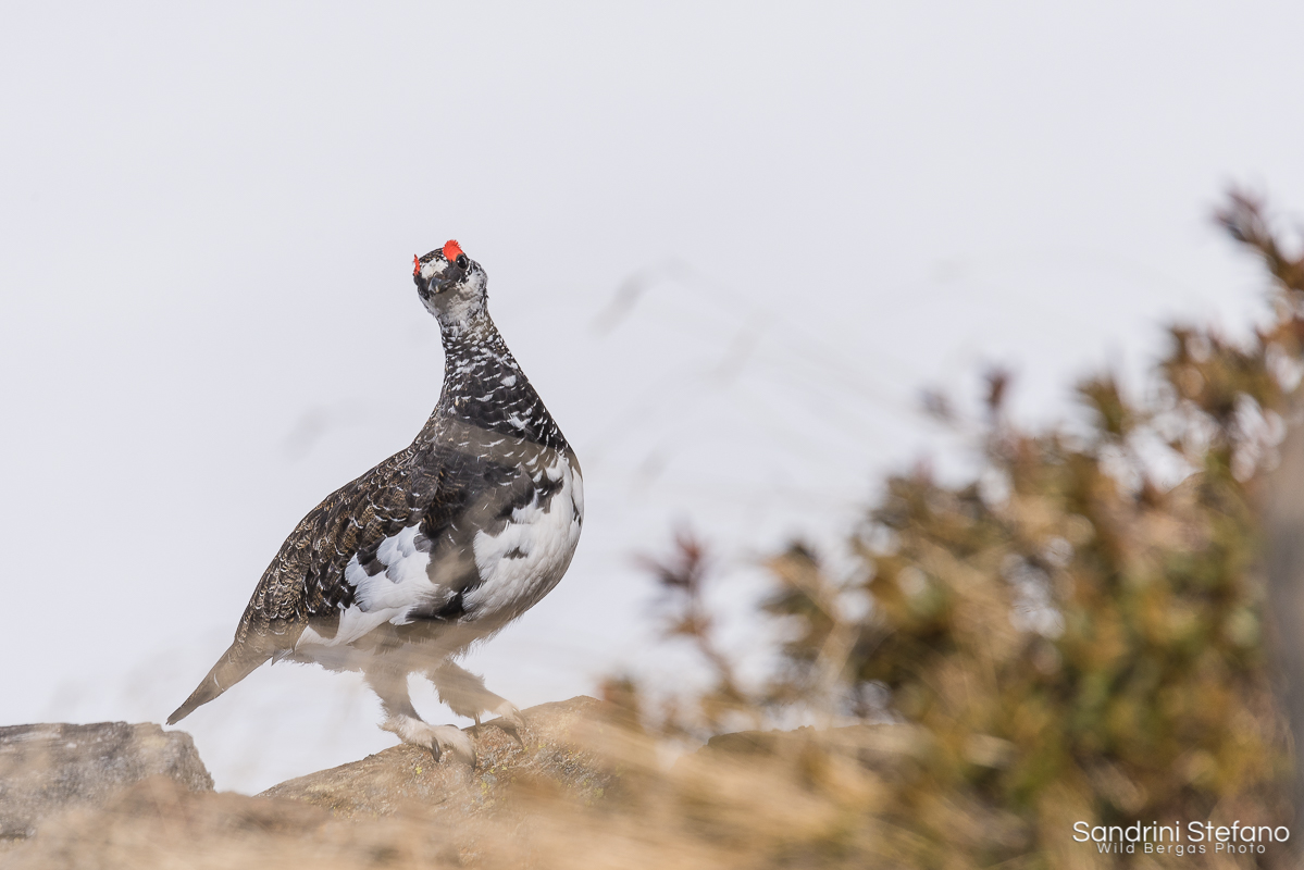 Ptarmigan in Spring wetsuit