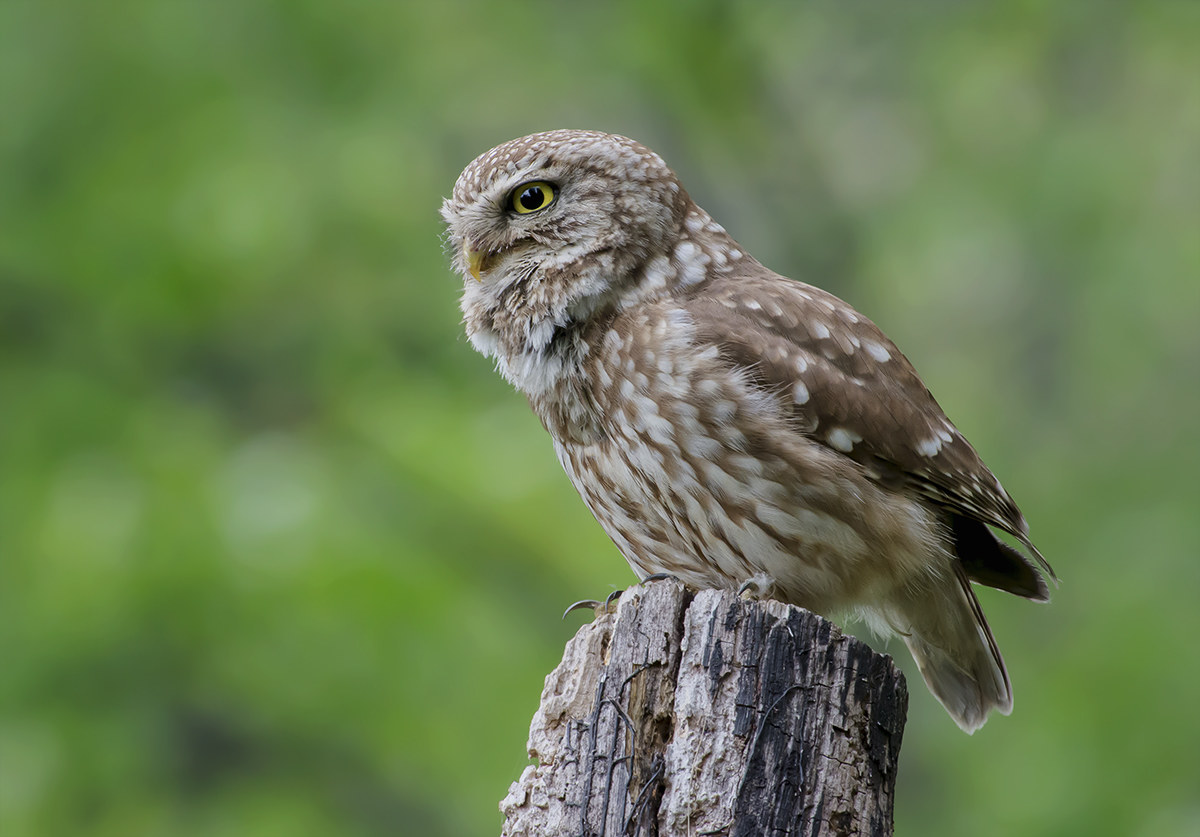 the profile of the owl