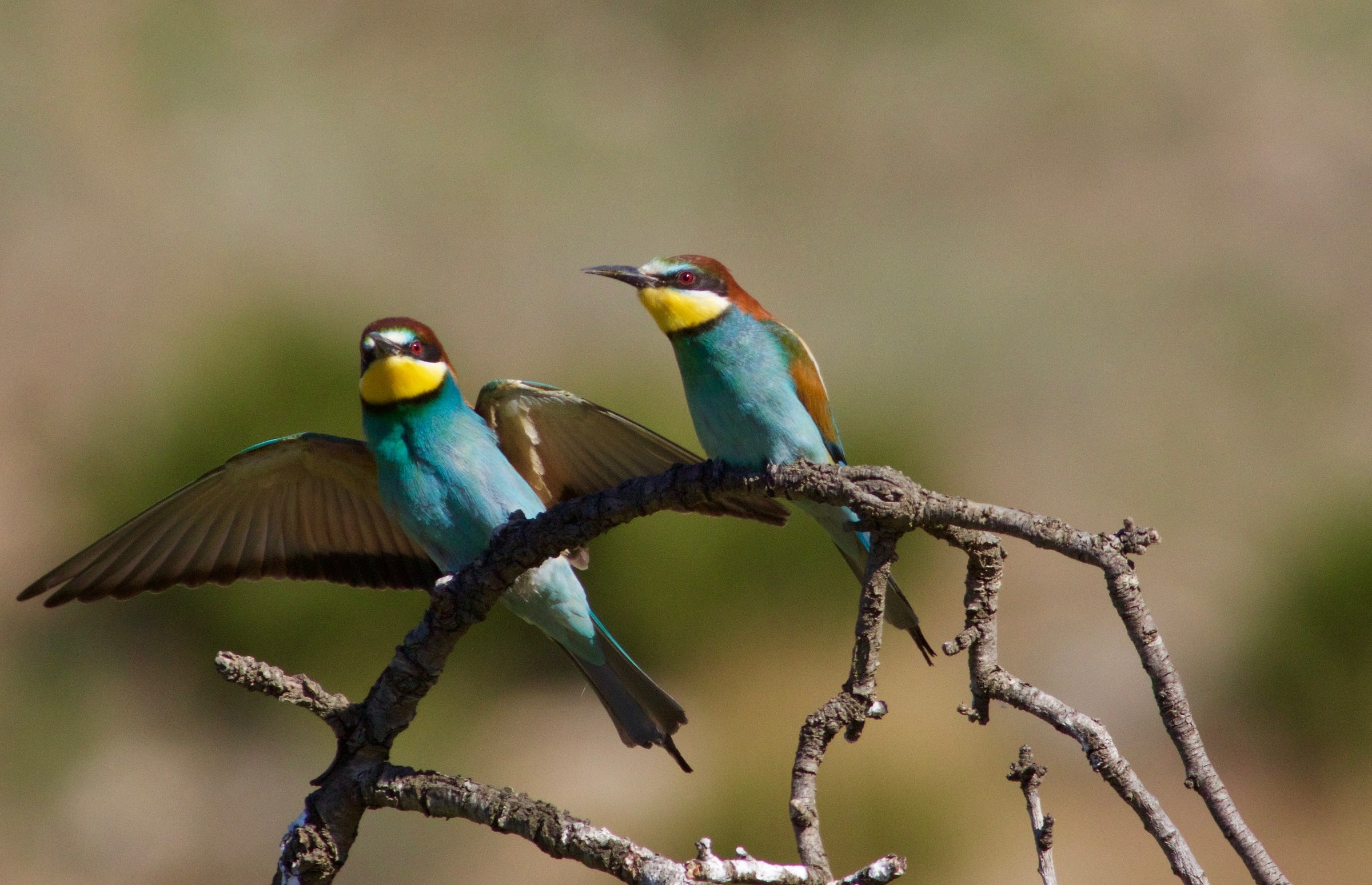 bee-eaters