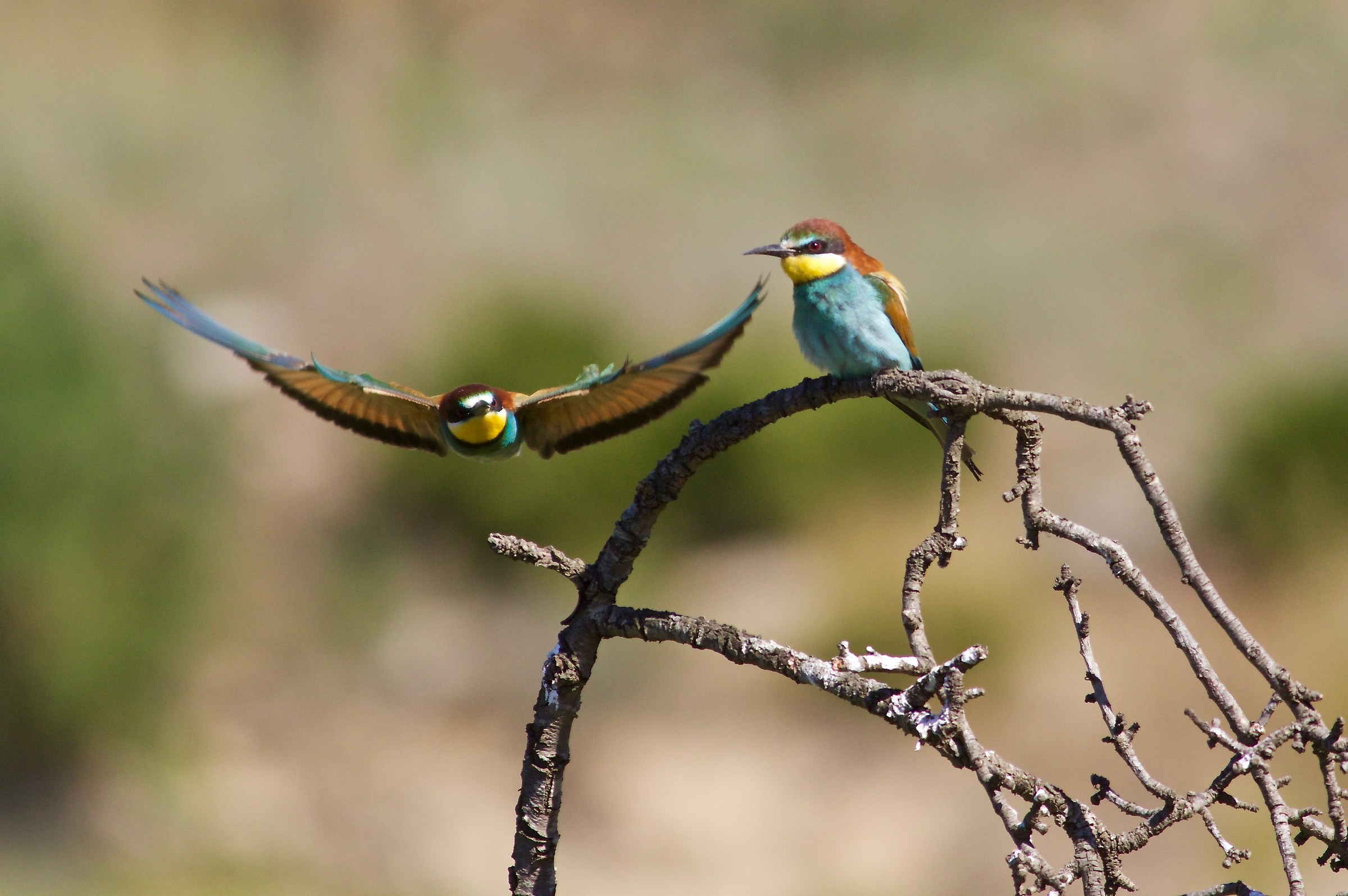bee-eaters