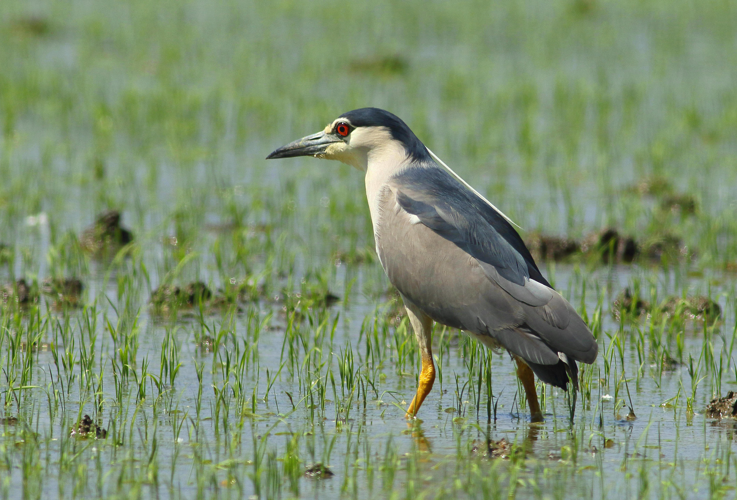Night Heron