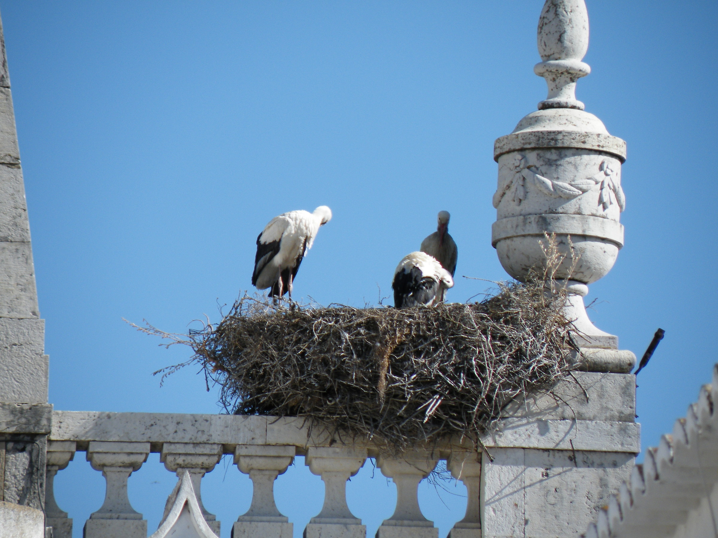 Faro -Algarve- nido di cicogne