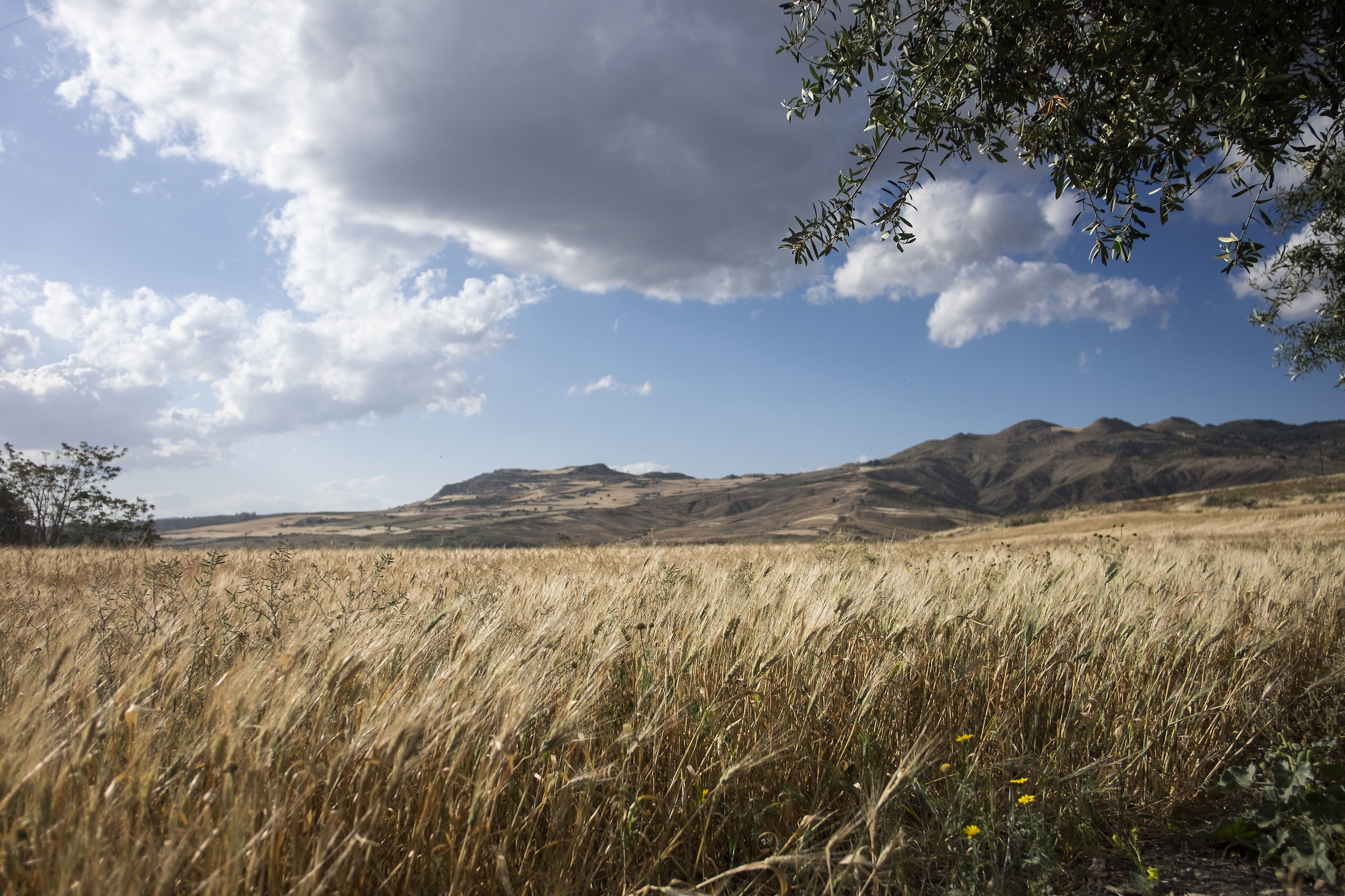 Sicilian countryside 2