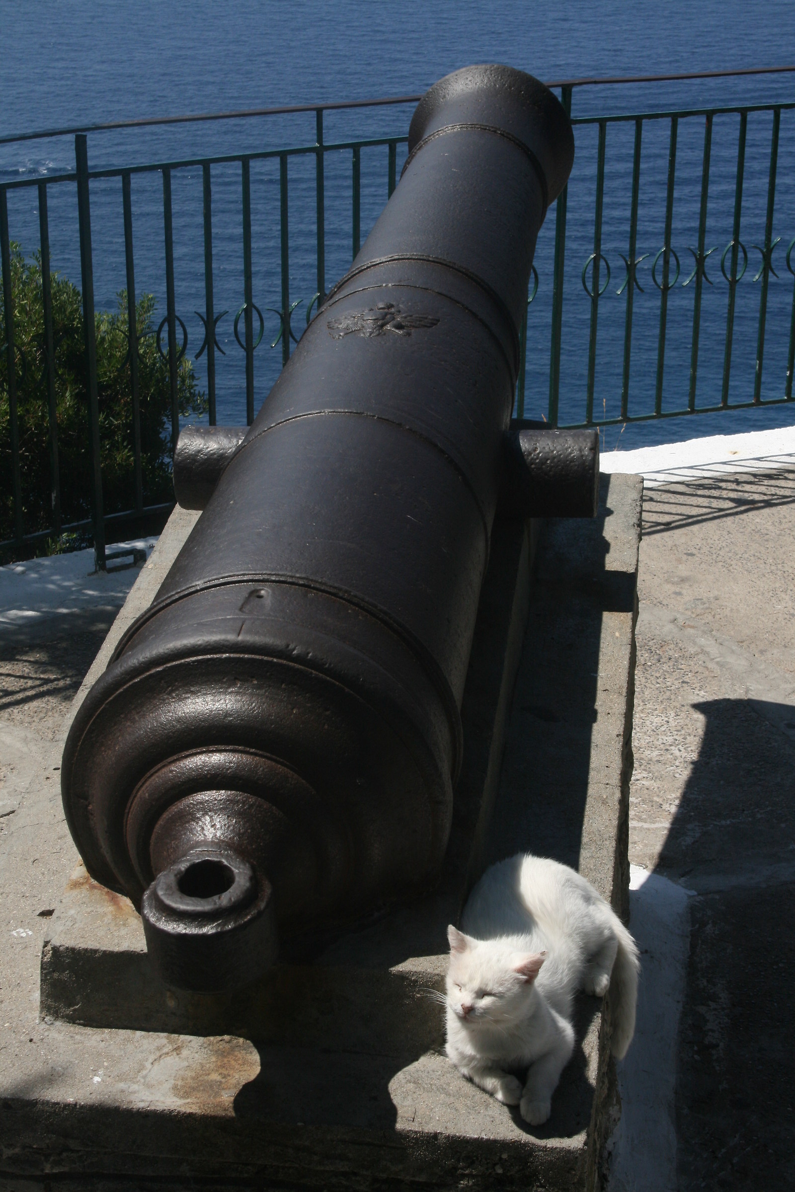 Black cannon & white cat