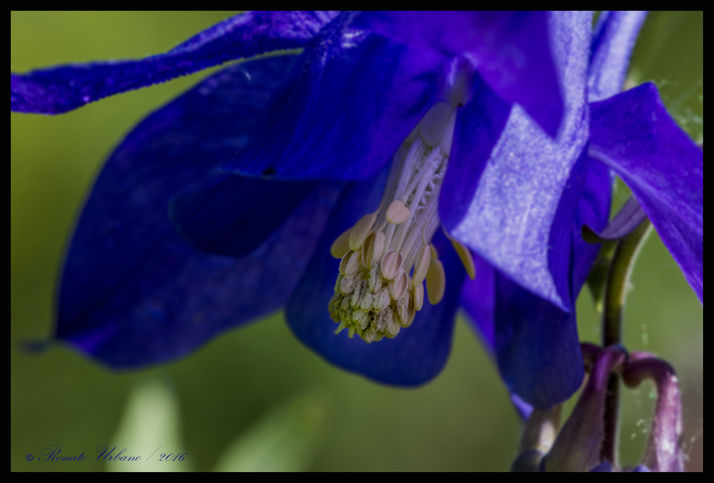 Stamens and pistils 8