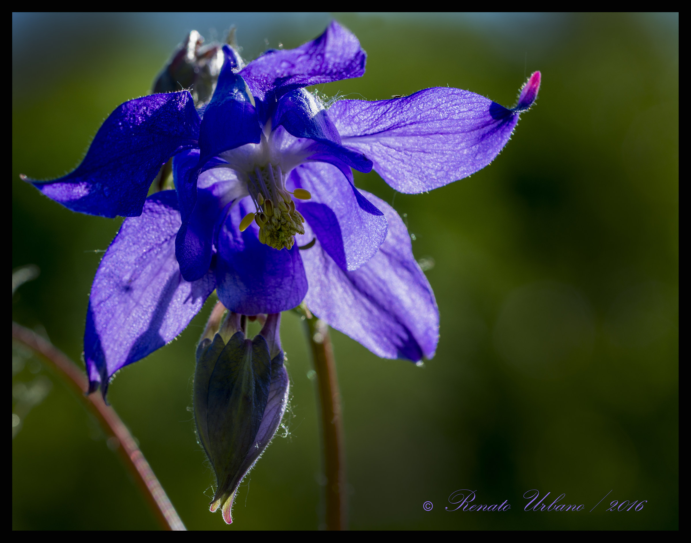 purple campanula