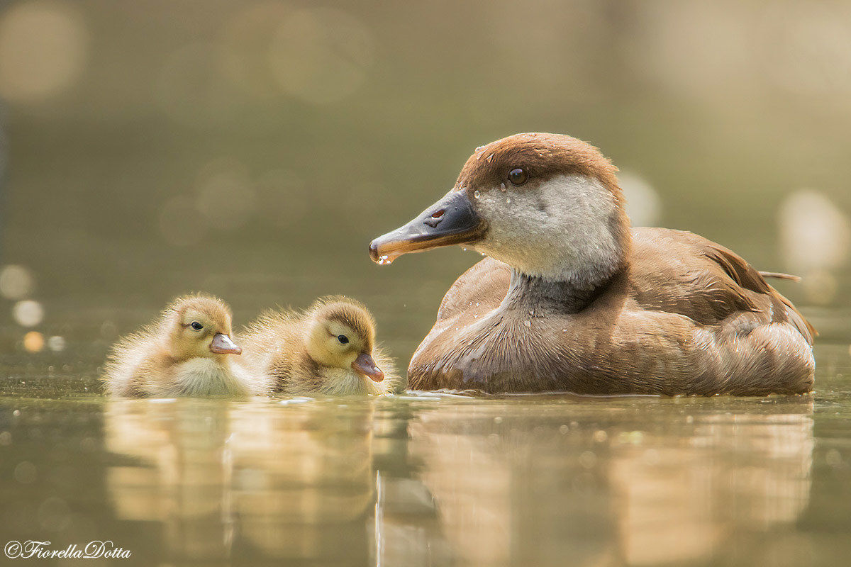"Cuore di mamma" Fistione turco