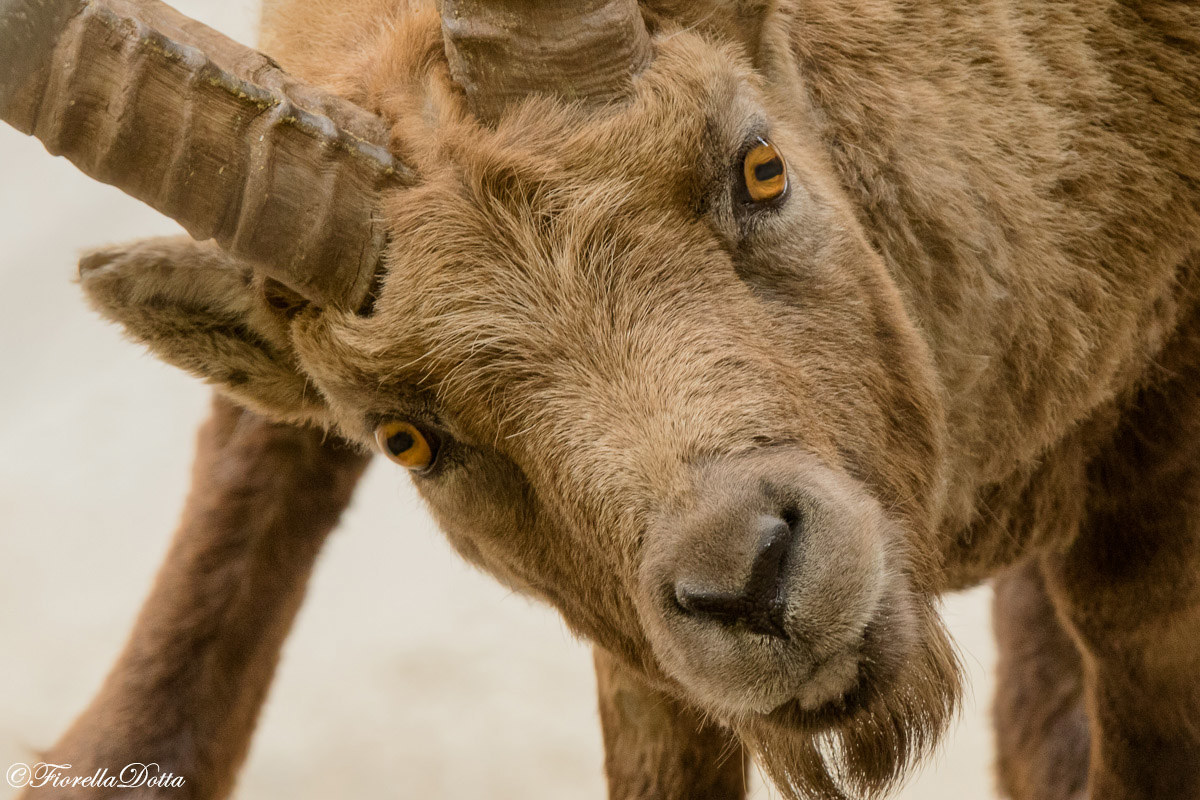 "Stambecco curioso"