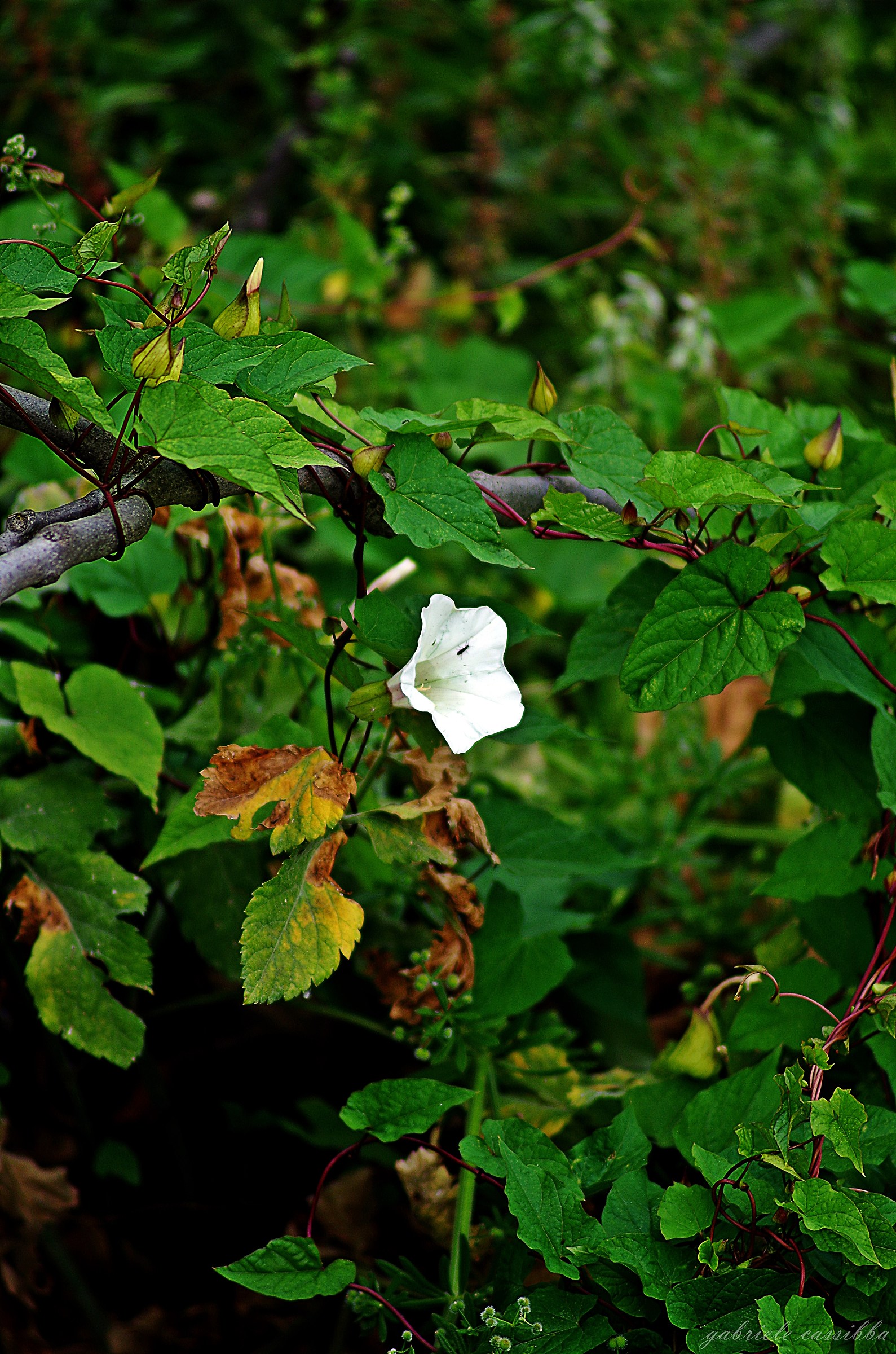 The only one among many