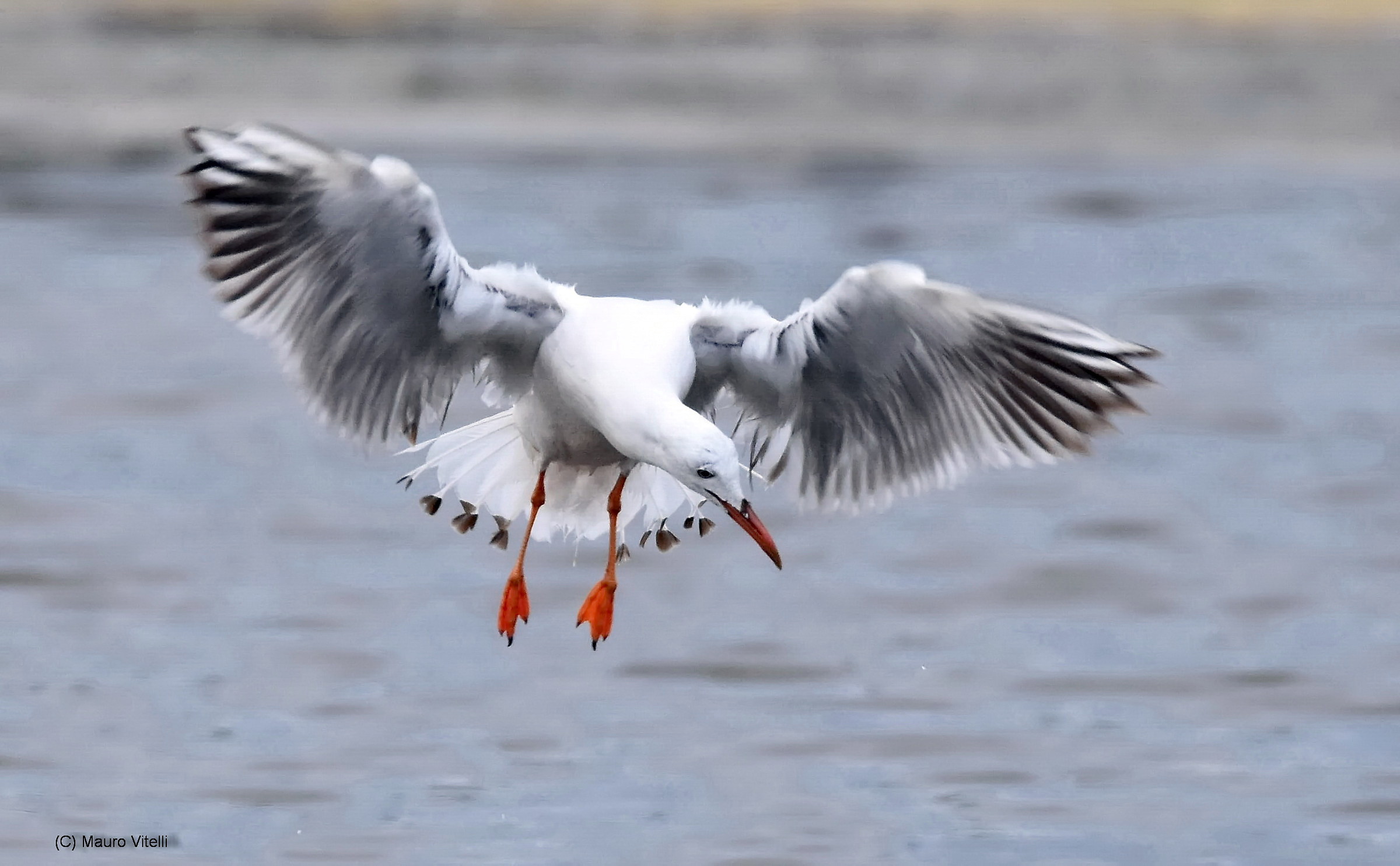 Seagull in Hunting
