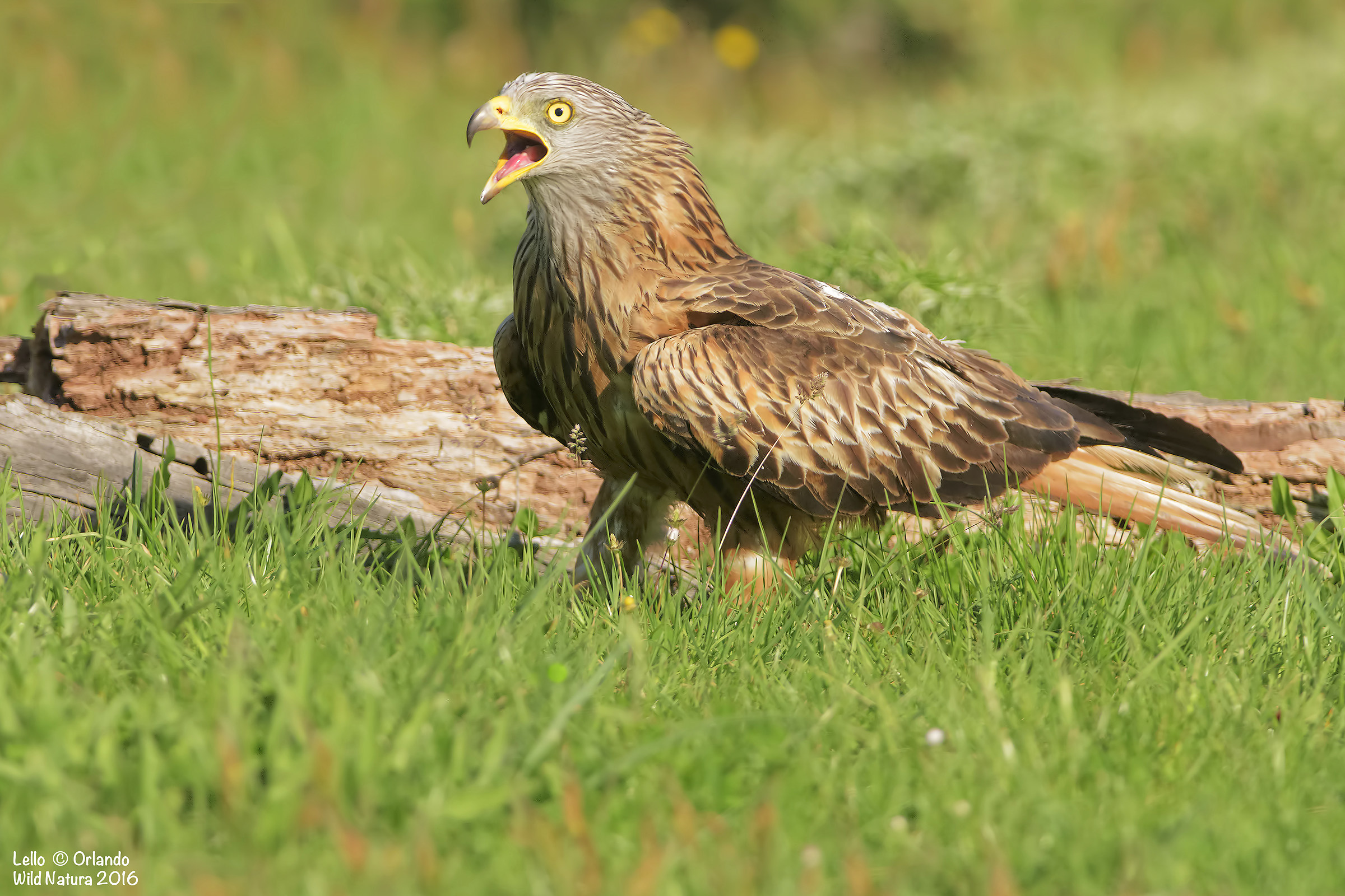 Nibbio Reale in Lotta! 2