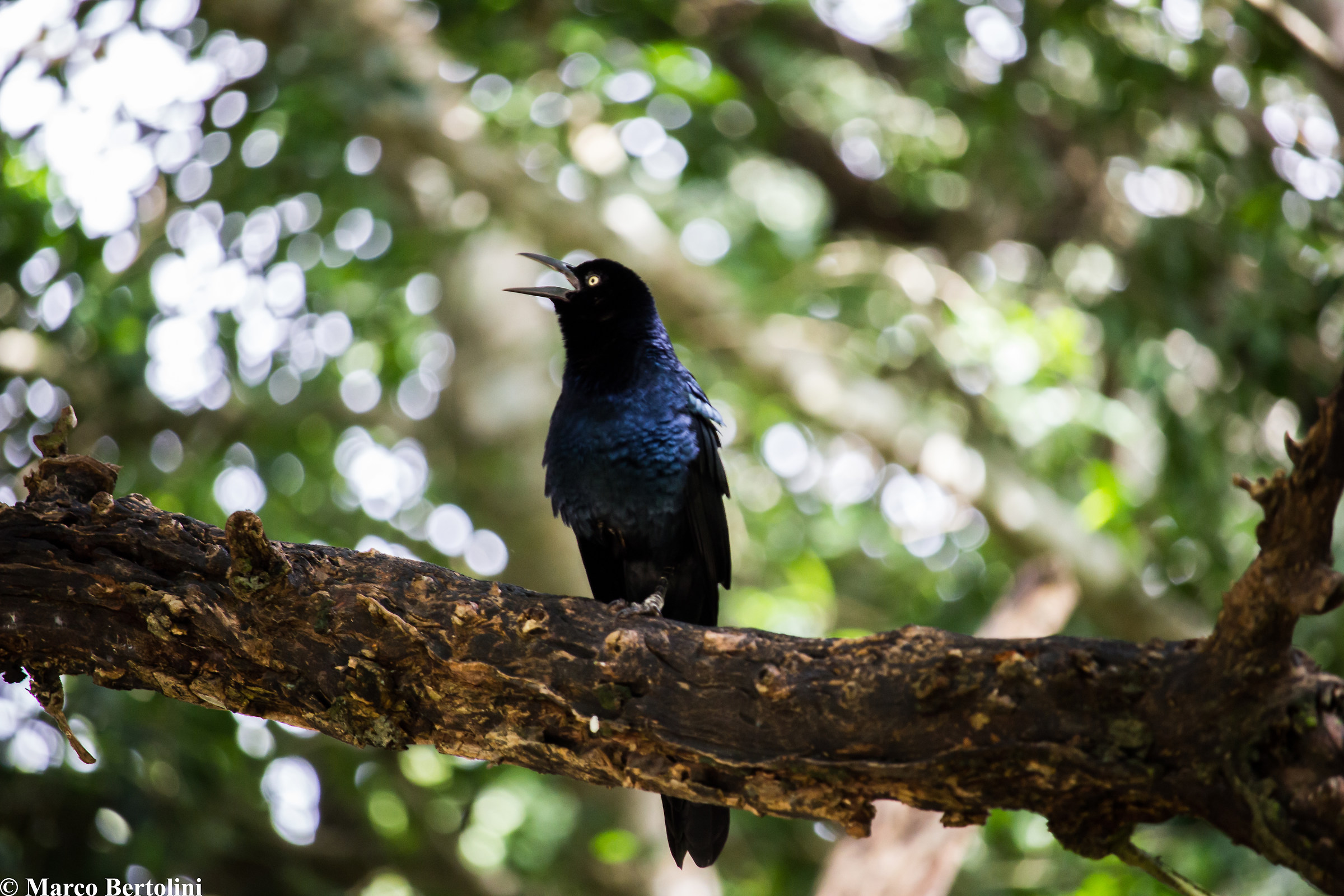 Mexican chough