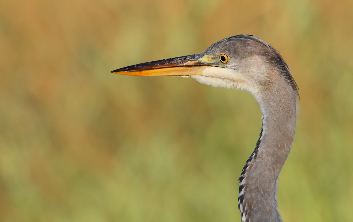 Grey Heron