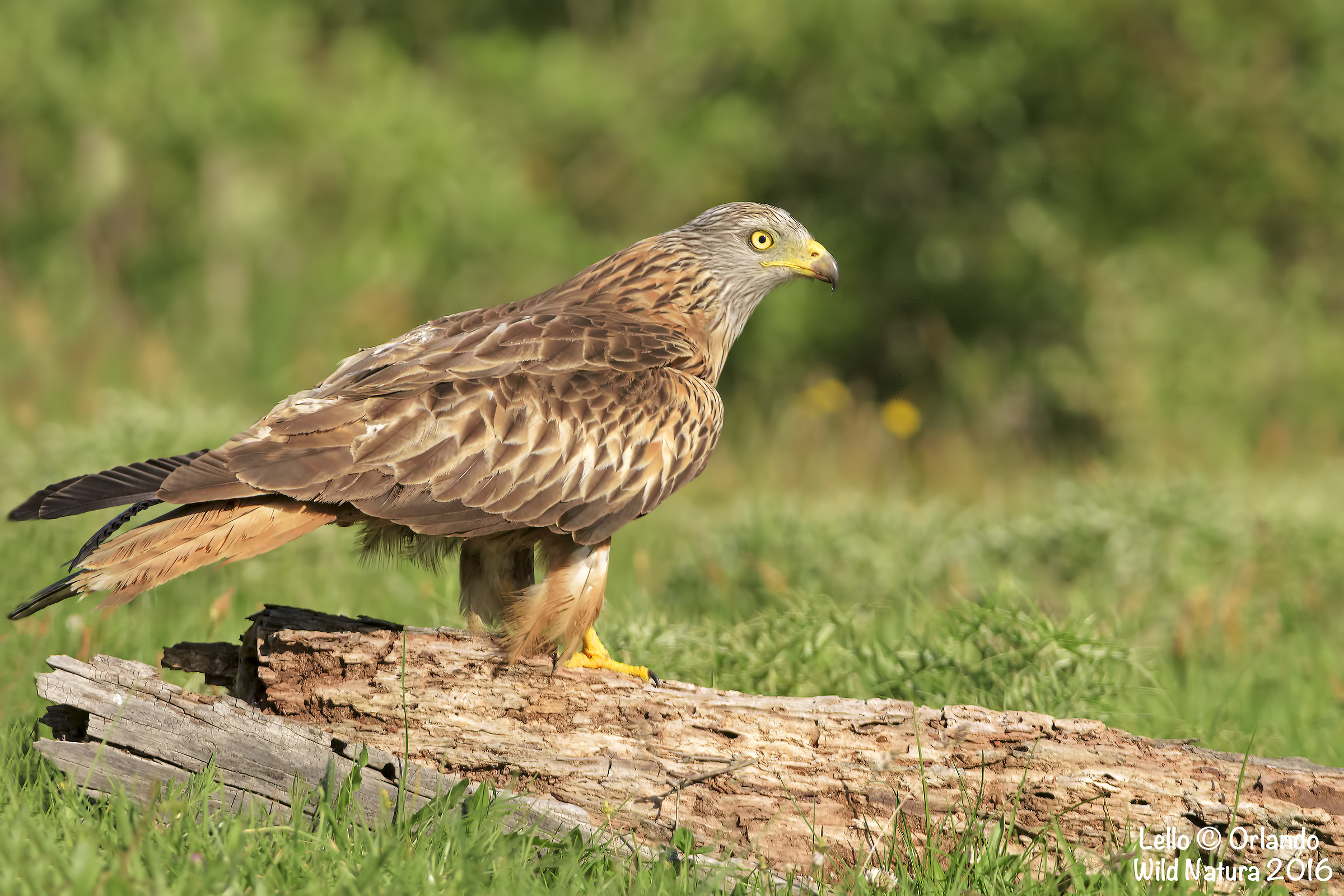 Nibbio Reale In Posa!