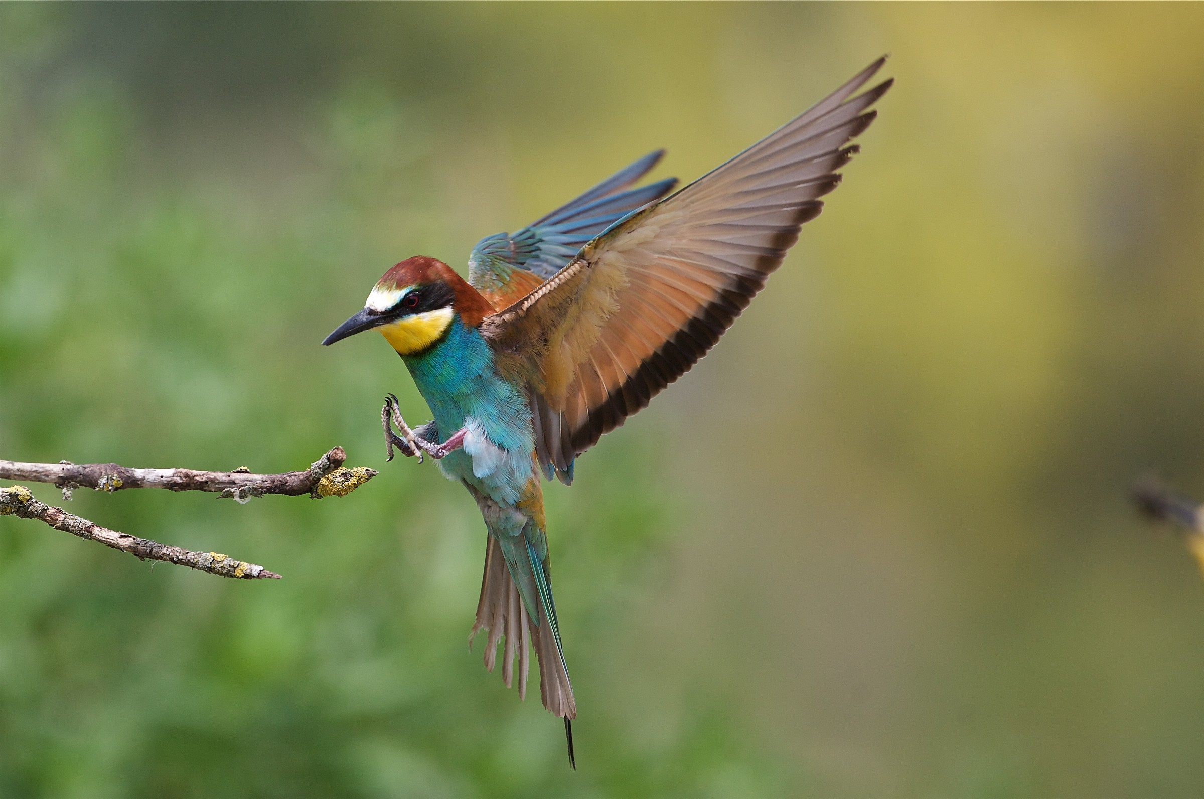Preghiera del Gruccione