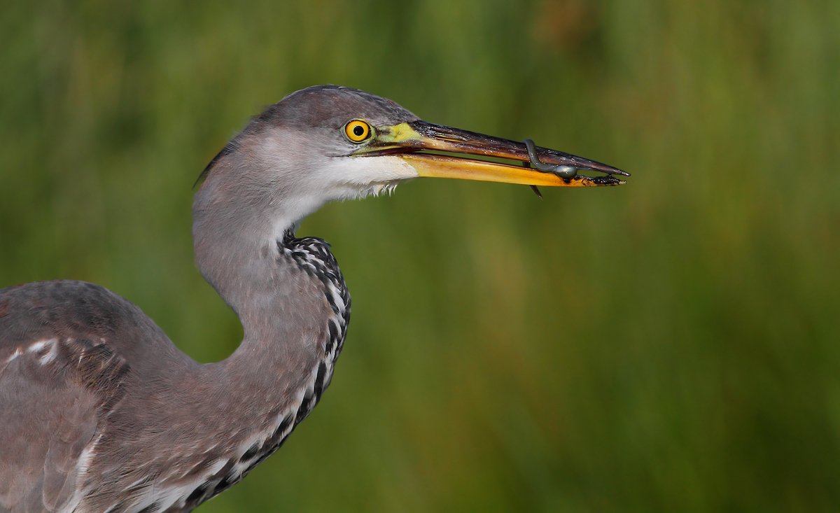 Grey Heron