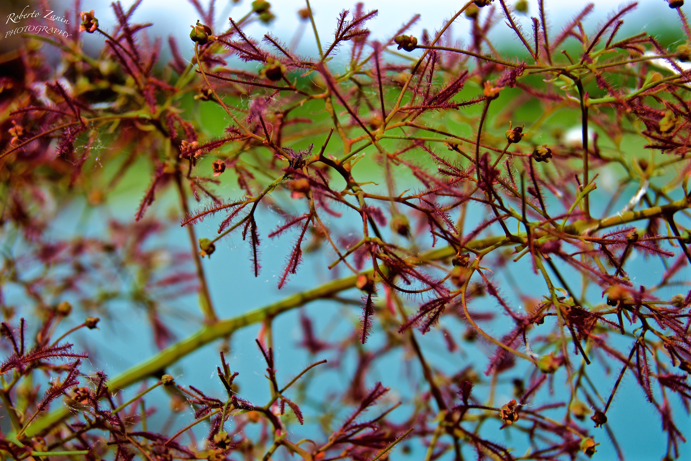 Cotinus Coggygria ... Tree fog