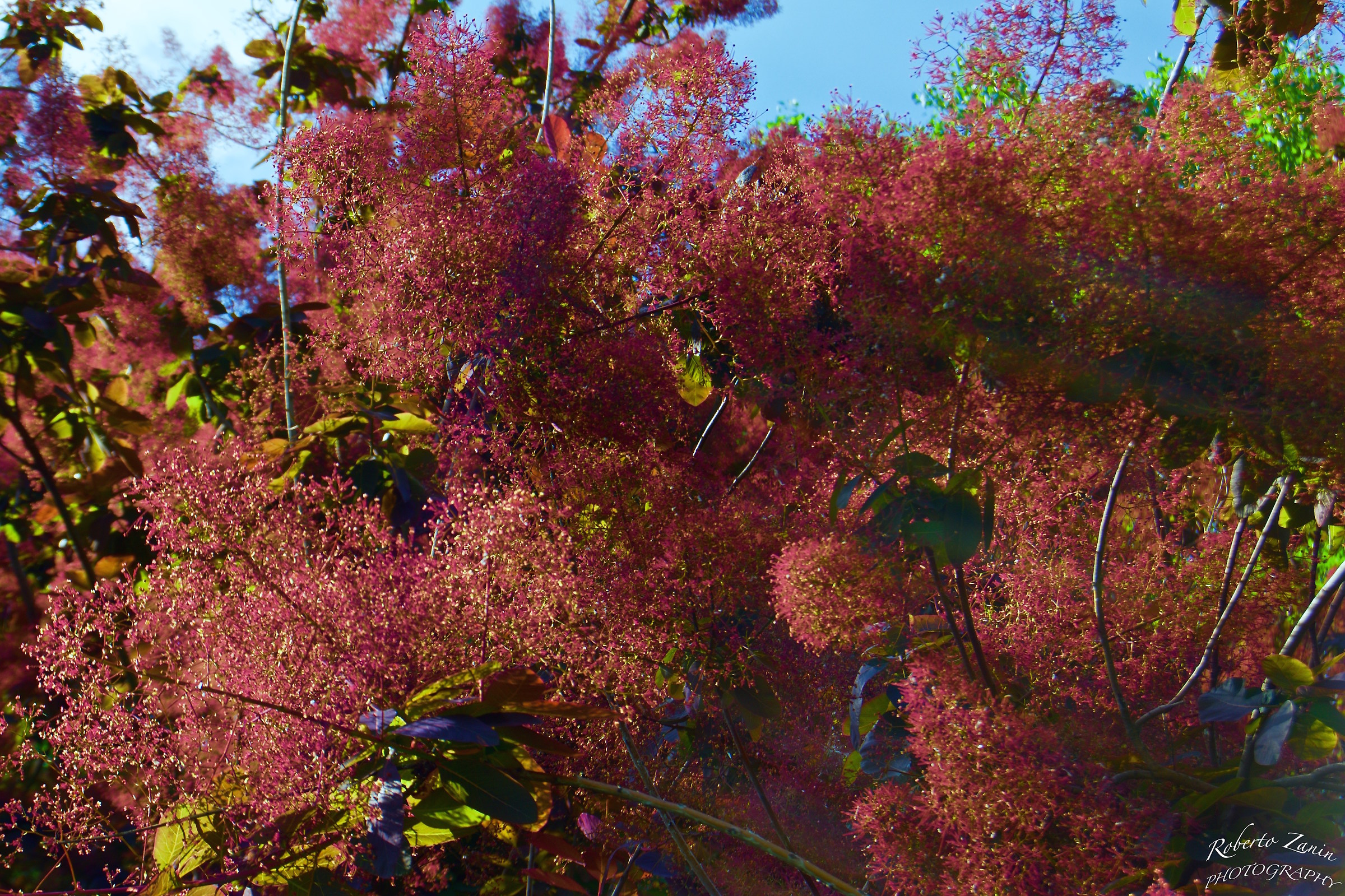 Cotinus Coggygria ... Tree of No.2 fog