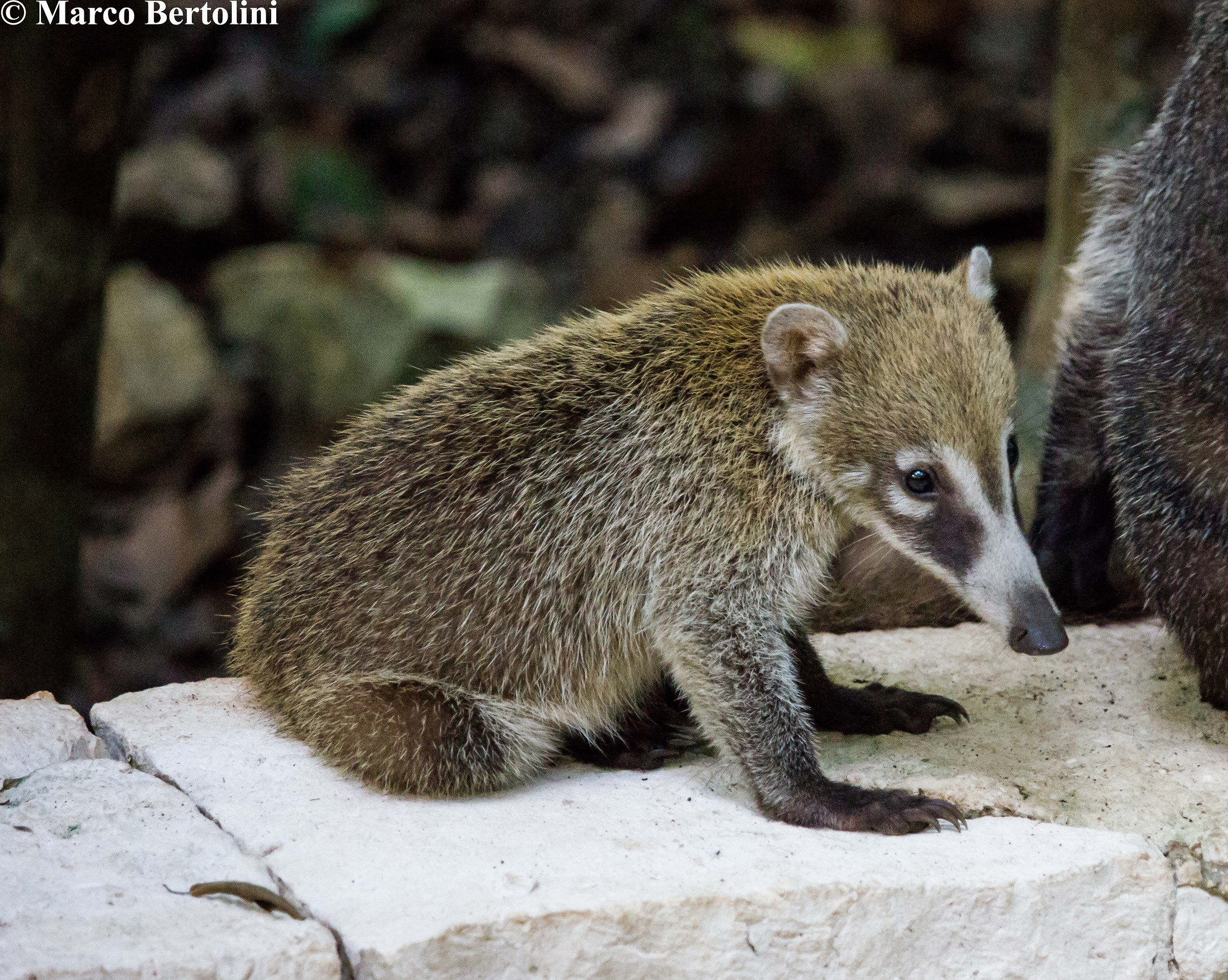 young Coati