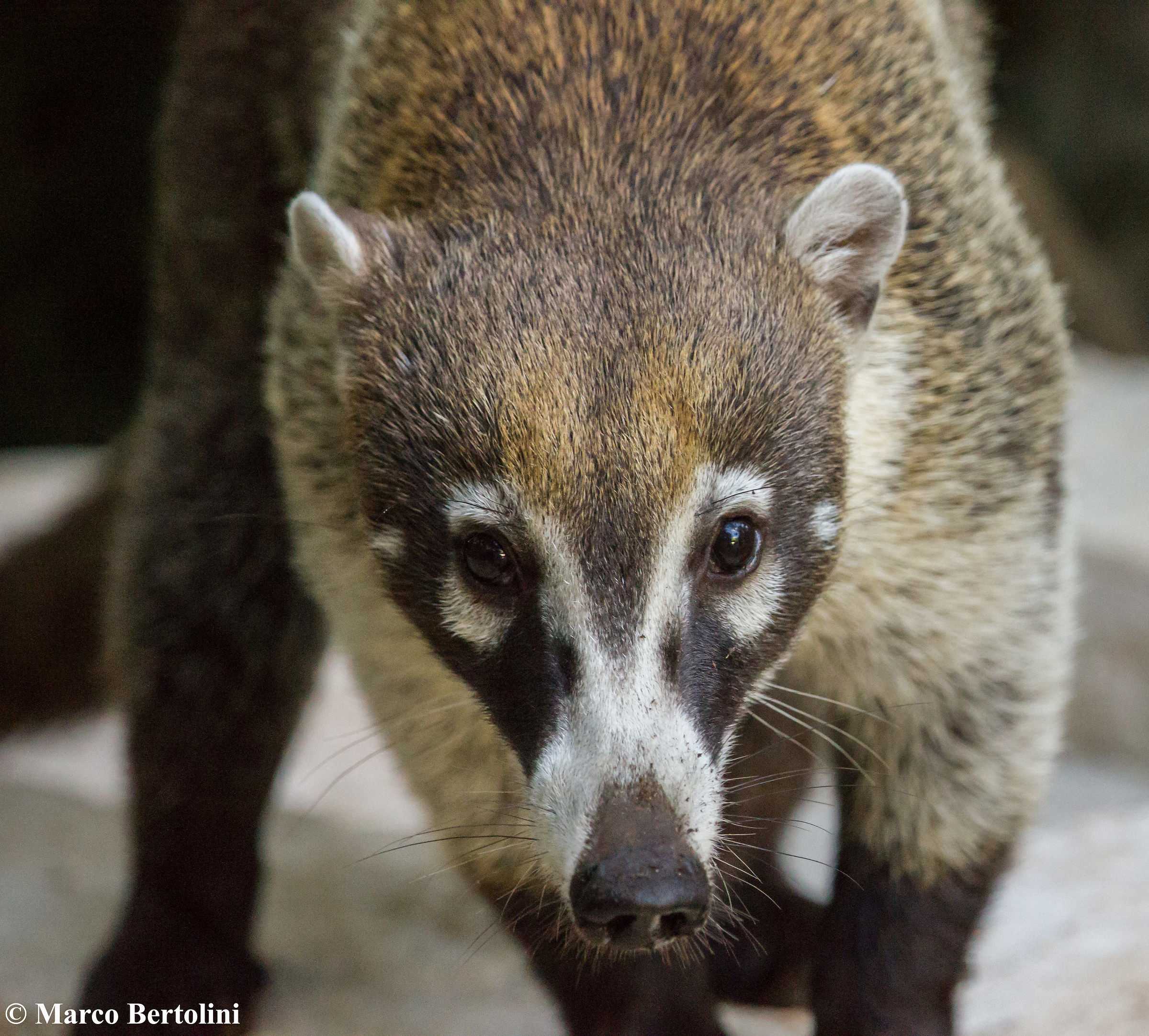 coati
