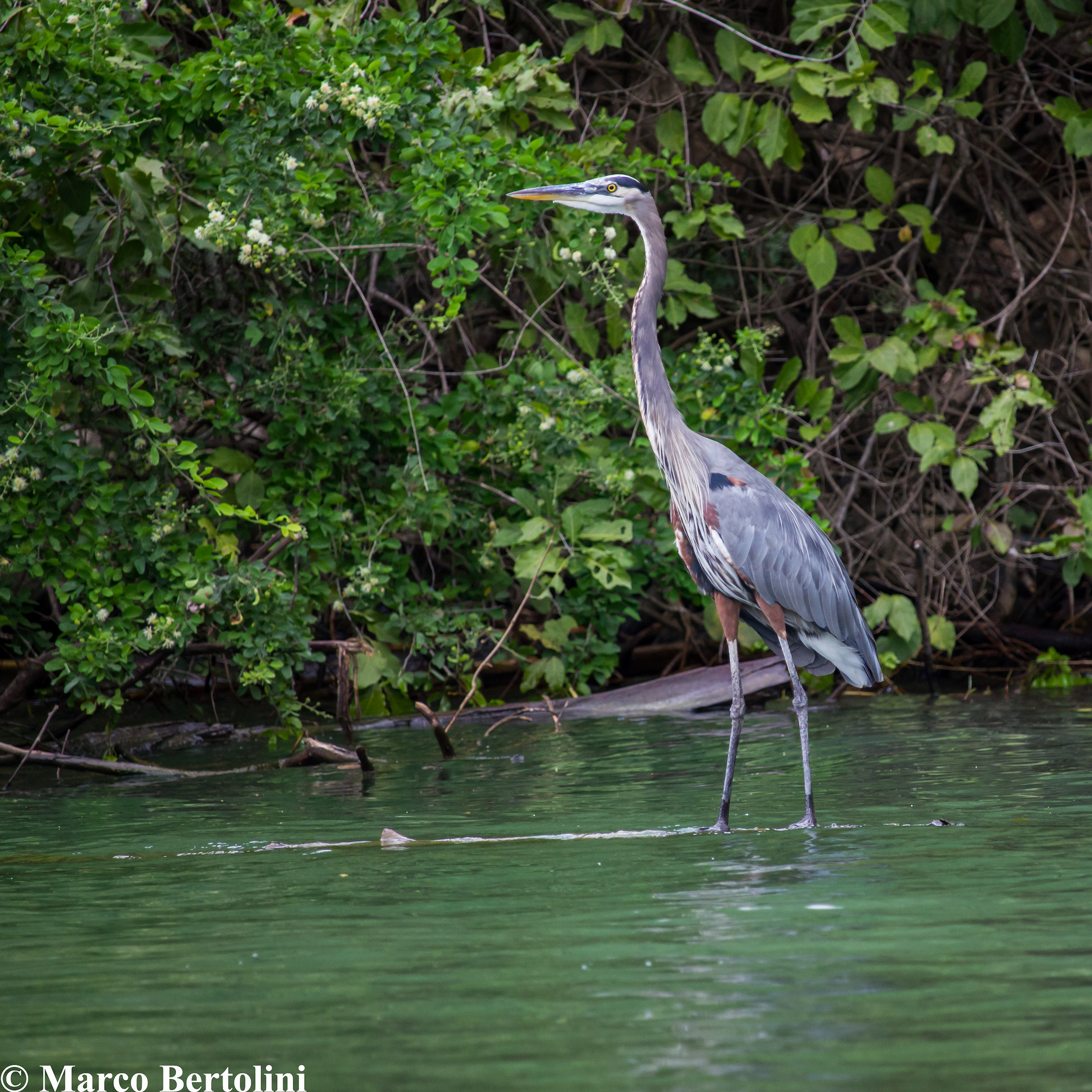 Great blue heron