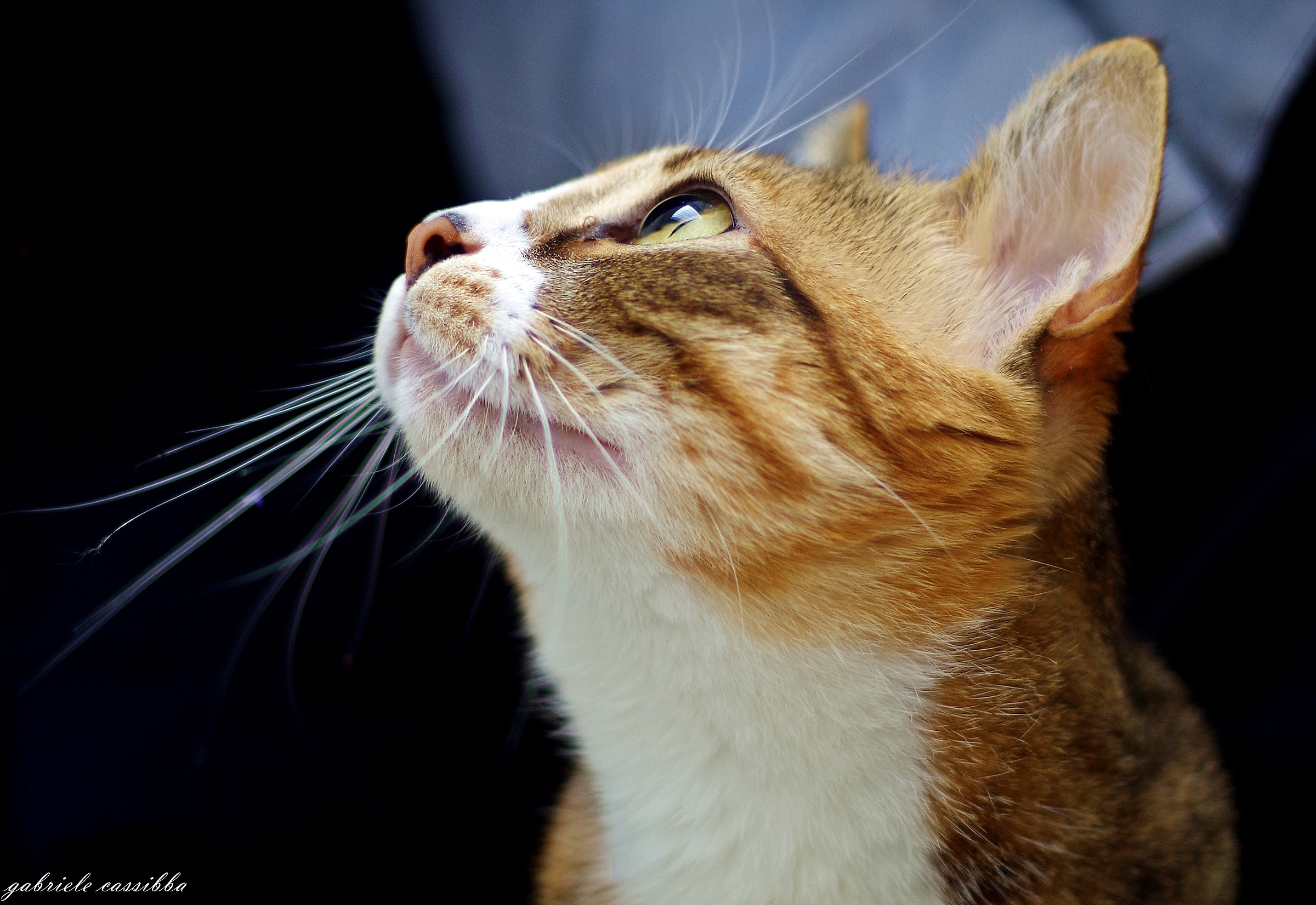 L'occhio una biglia perfetta..