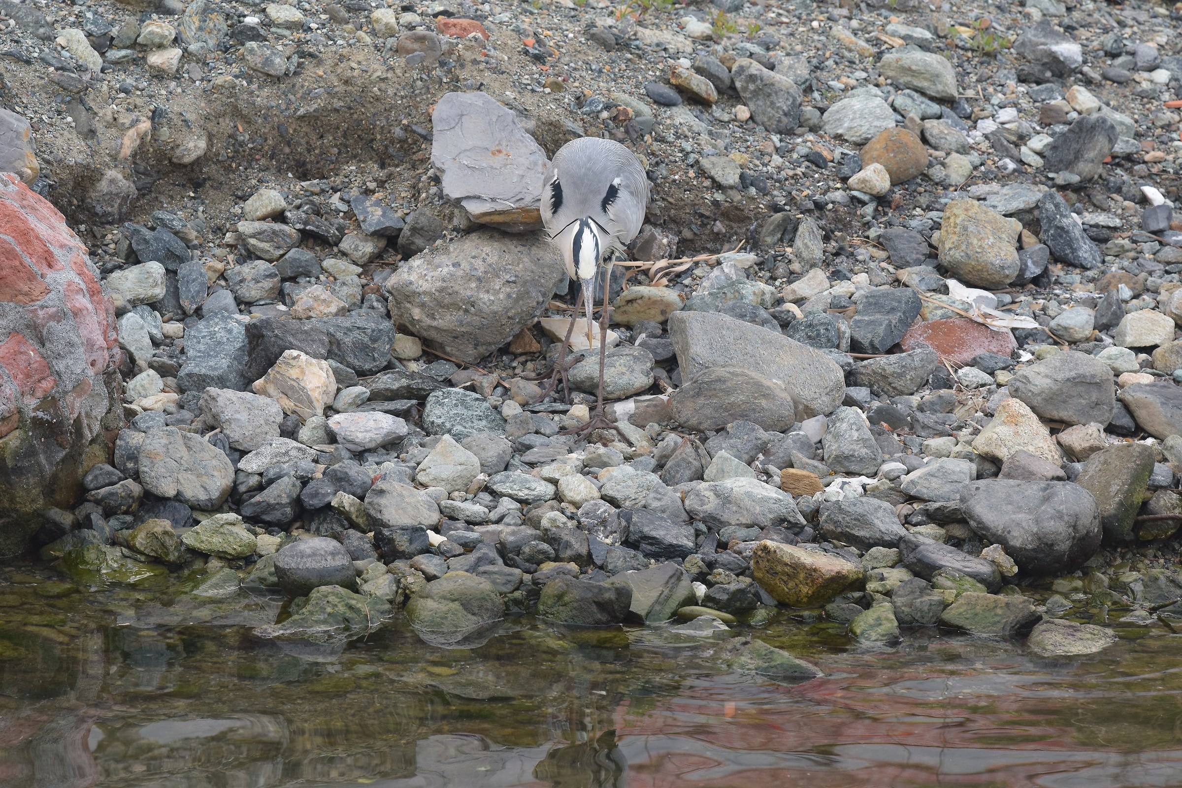 non si sono più i pesci di una volta, oggi farfalle..