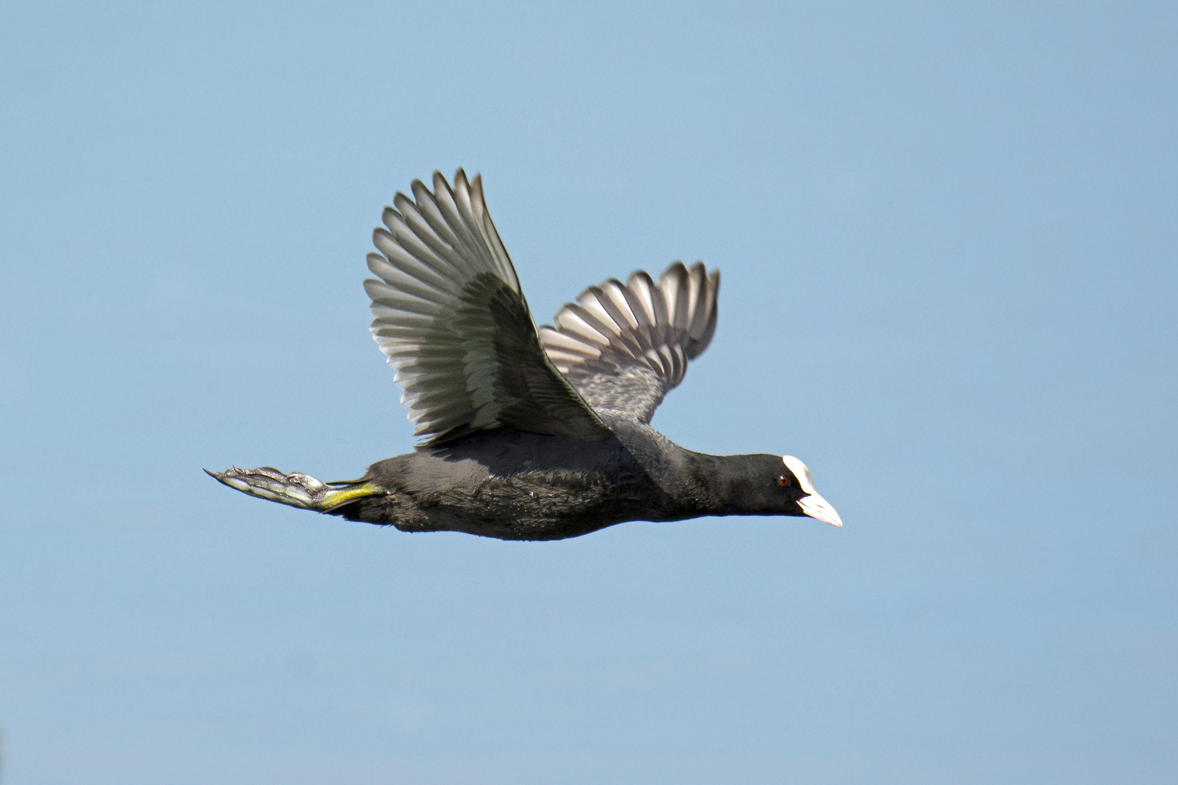 Ebbene si, so anche volare con stile.