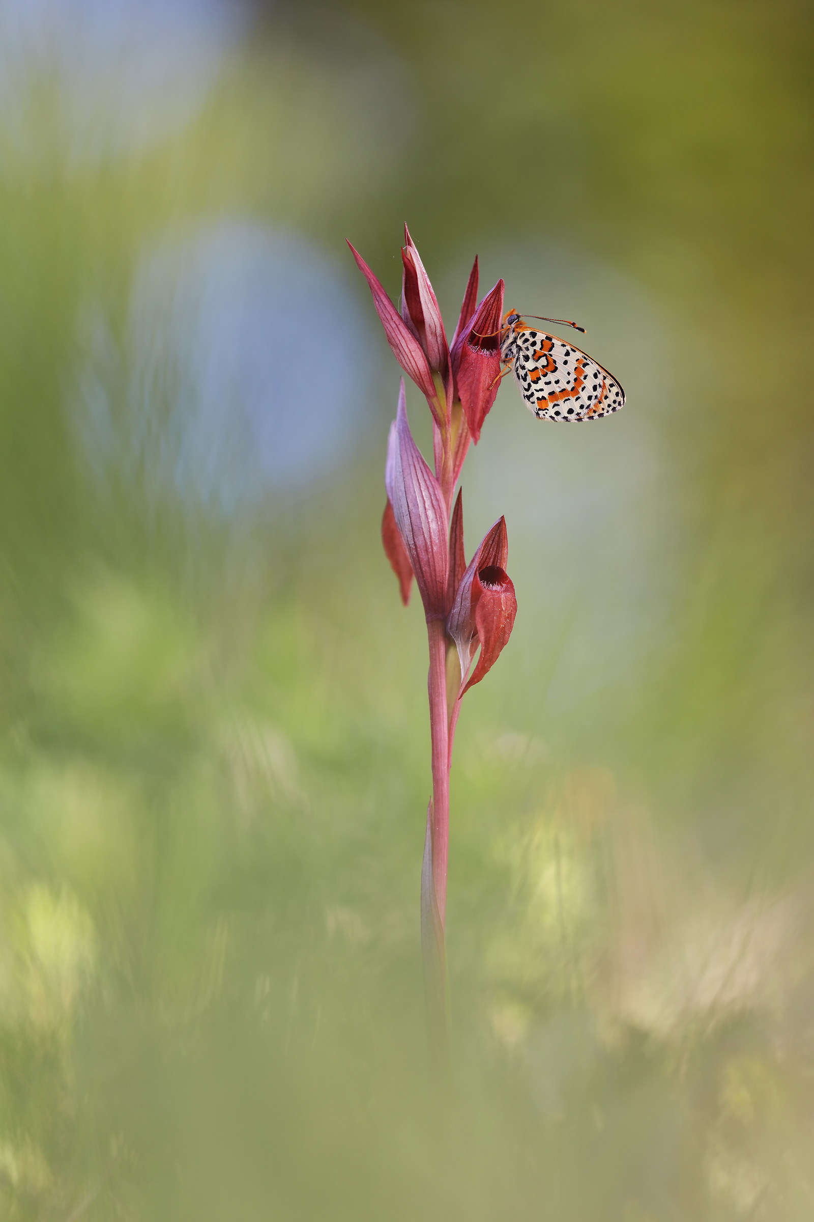 Melitaea didyma su Serapias vomeracea