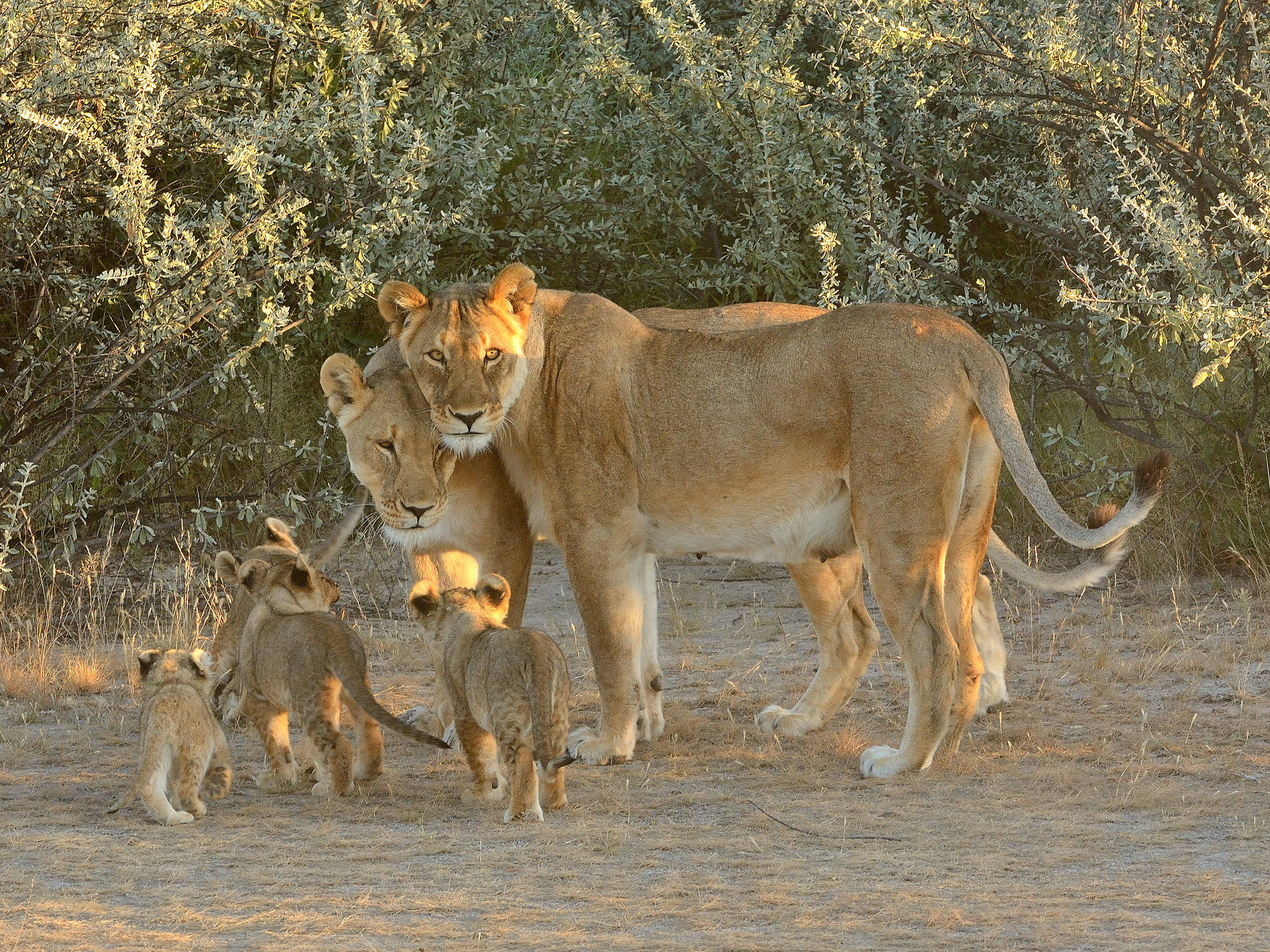 leonesse con i cuccioli
