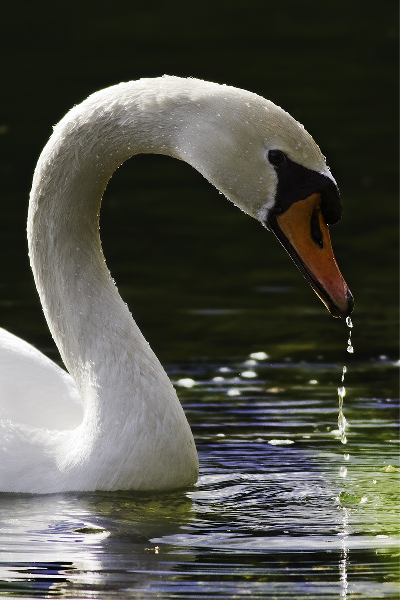 Swan - Ticino Park