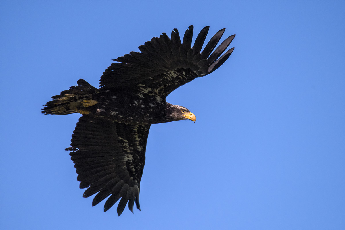 Jouvenile Bald Eagle, Samish , WA