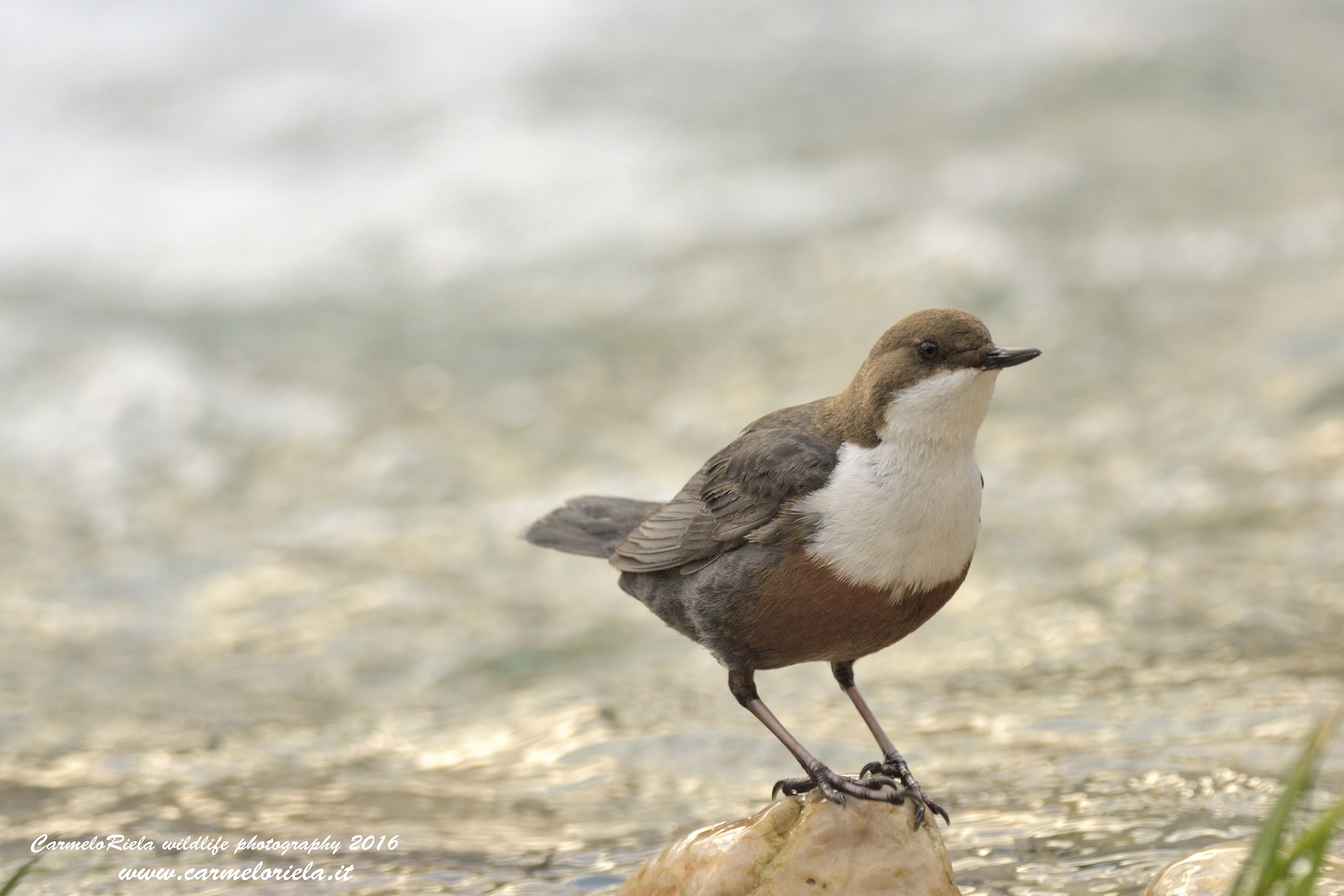 Dipper, improved version.