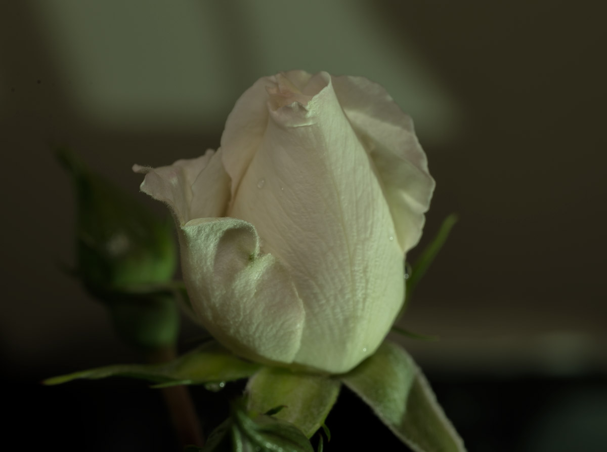 White Rose